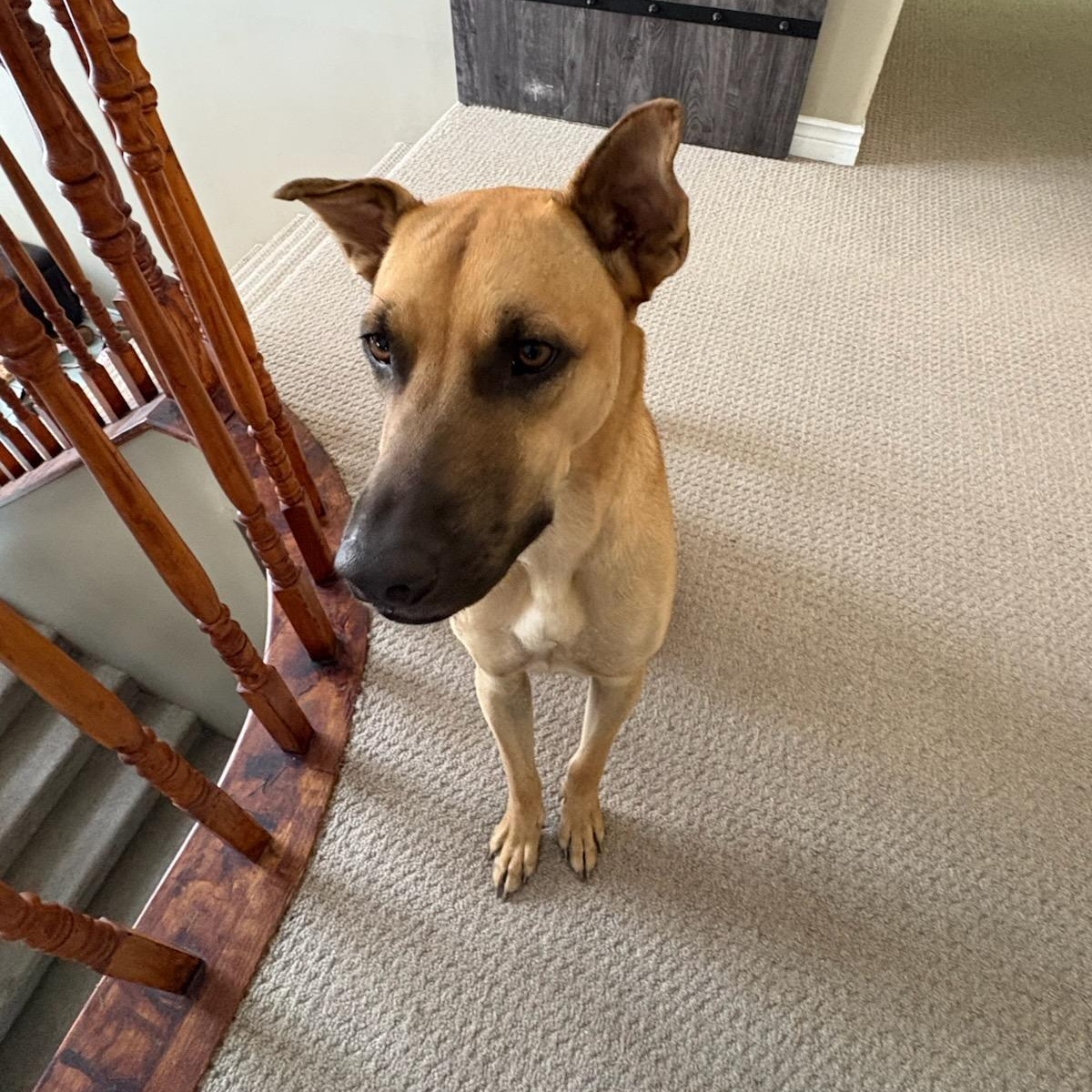 Enlarge Taj, a Adopted Mixed Breed in Head of Saint Margarets Bay, NS image 2/4