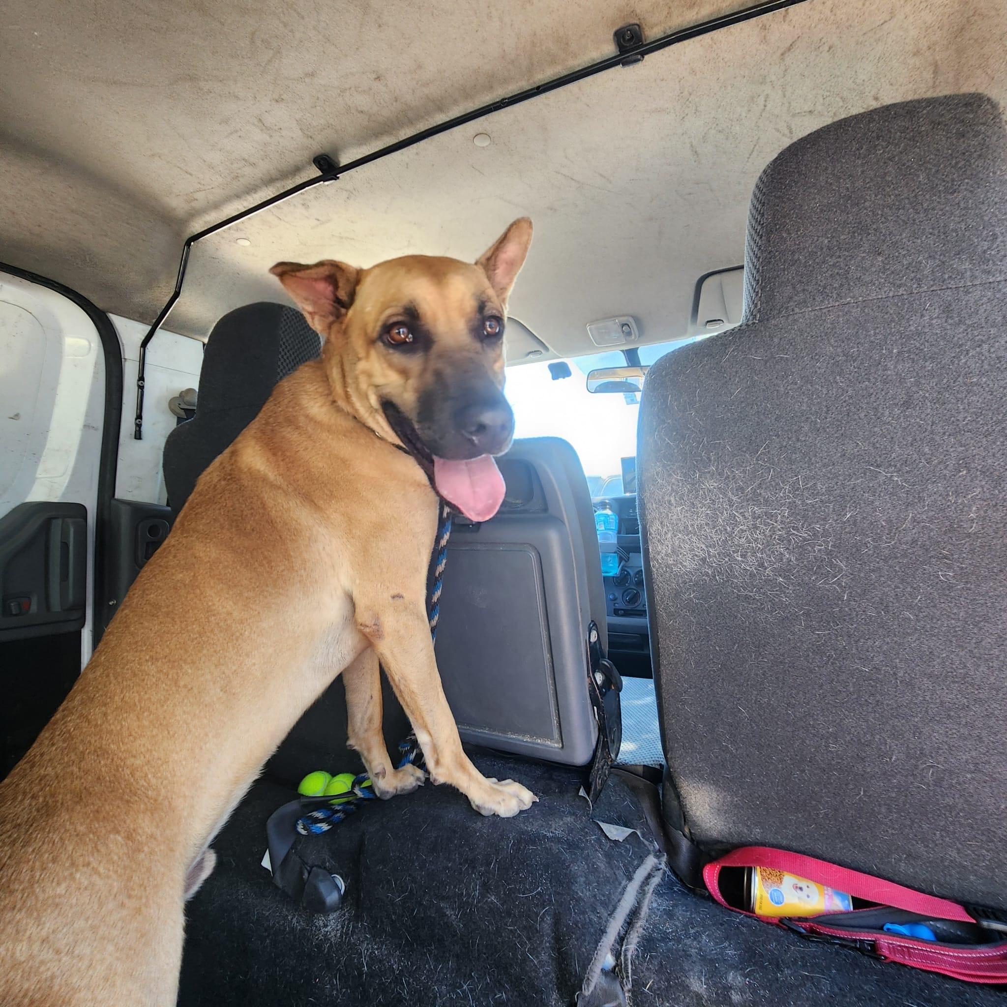 Enlarge Taj, a Adopted Mixed Breed in Head of Saint Margarets Bay, NS image 3/4