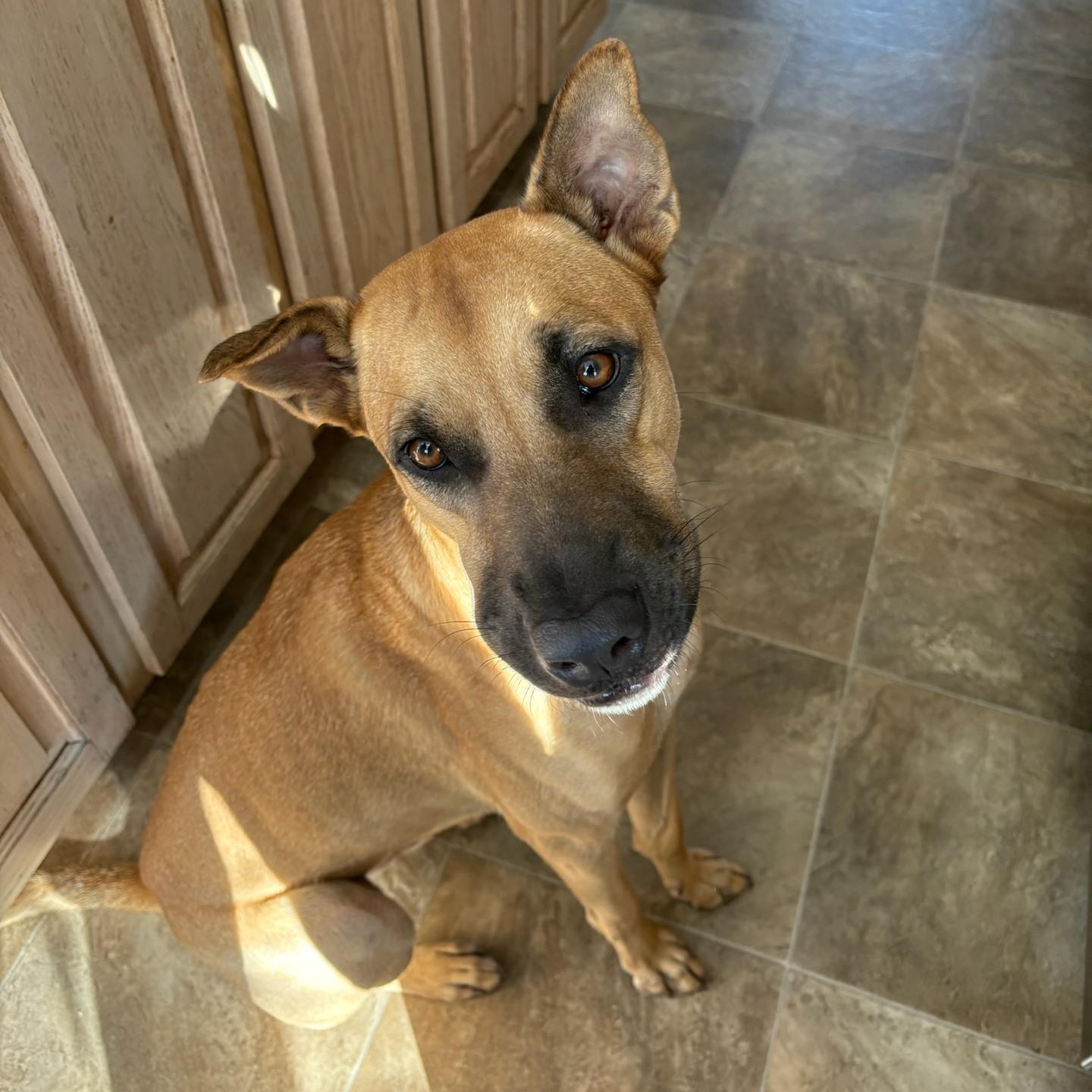 Enlarge Taj, a Adopted Mixed Breed in Head of Saint Margarets Bay, NS image 4/4
