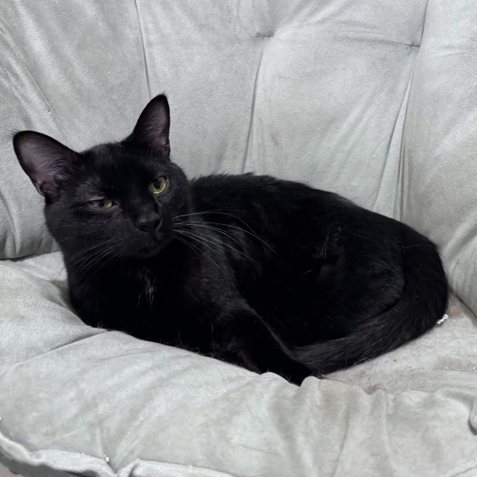 Enlarge Tiddlywinks, a Adoptable Domestic Short Hair in Pembroke Pines, FL image 3/3