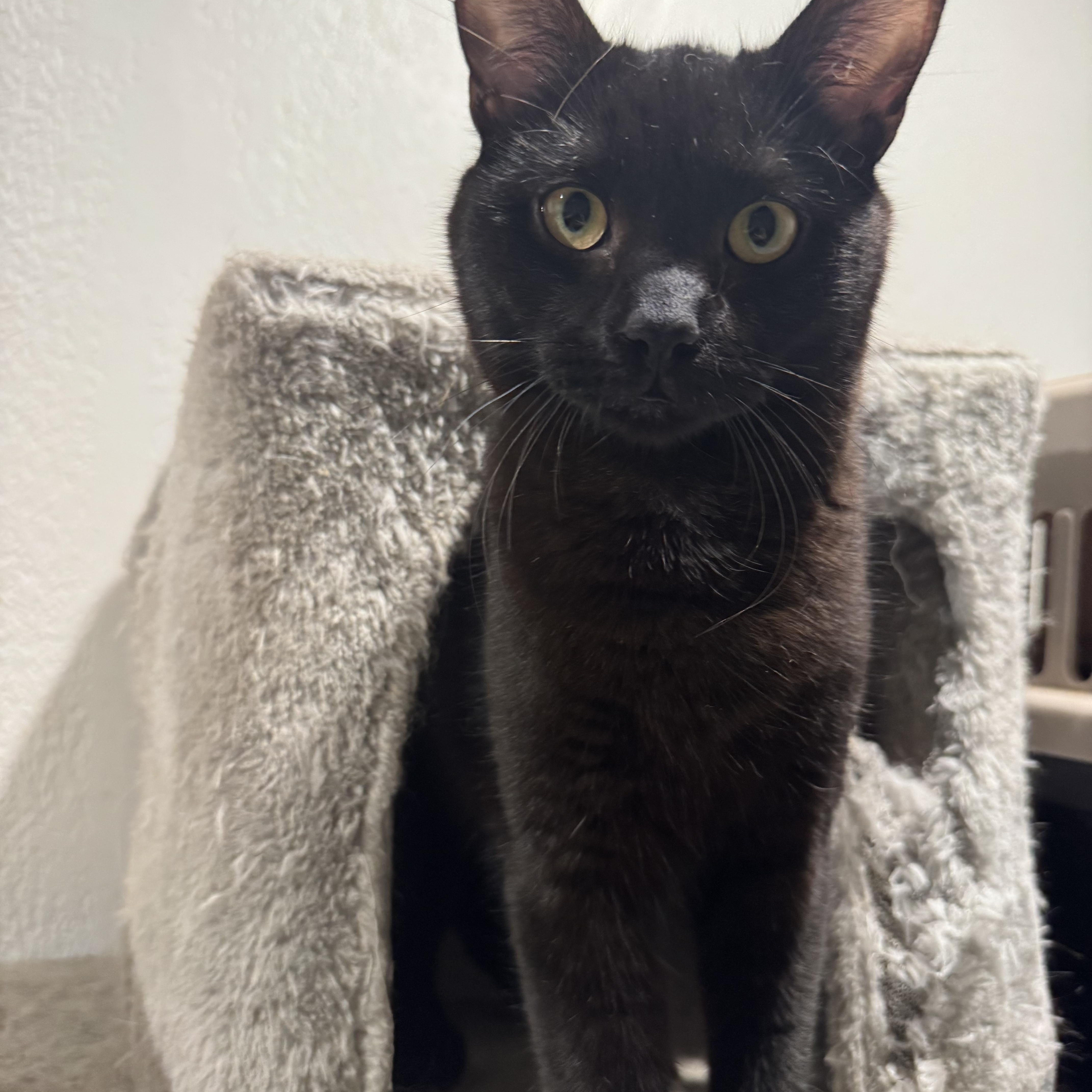 Tiddlywinks, ADOPTABLE, Young Male Domestic Short Hair.