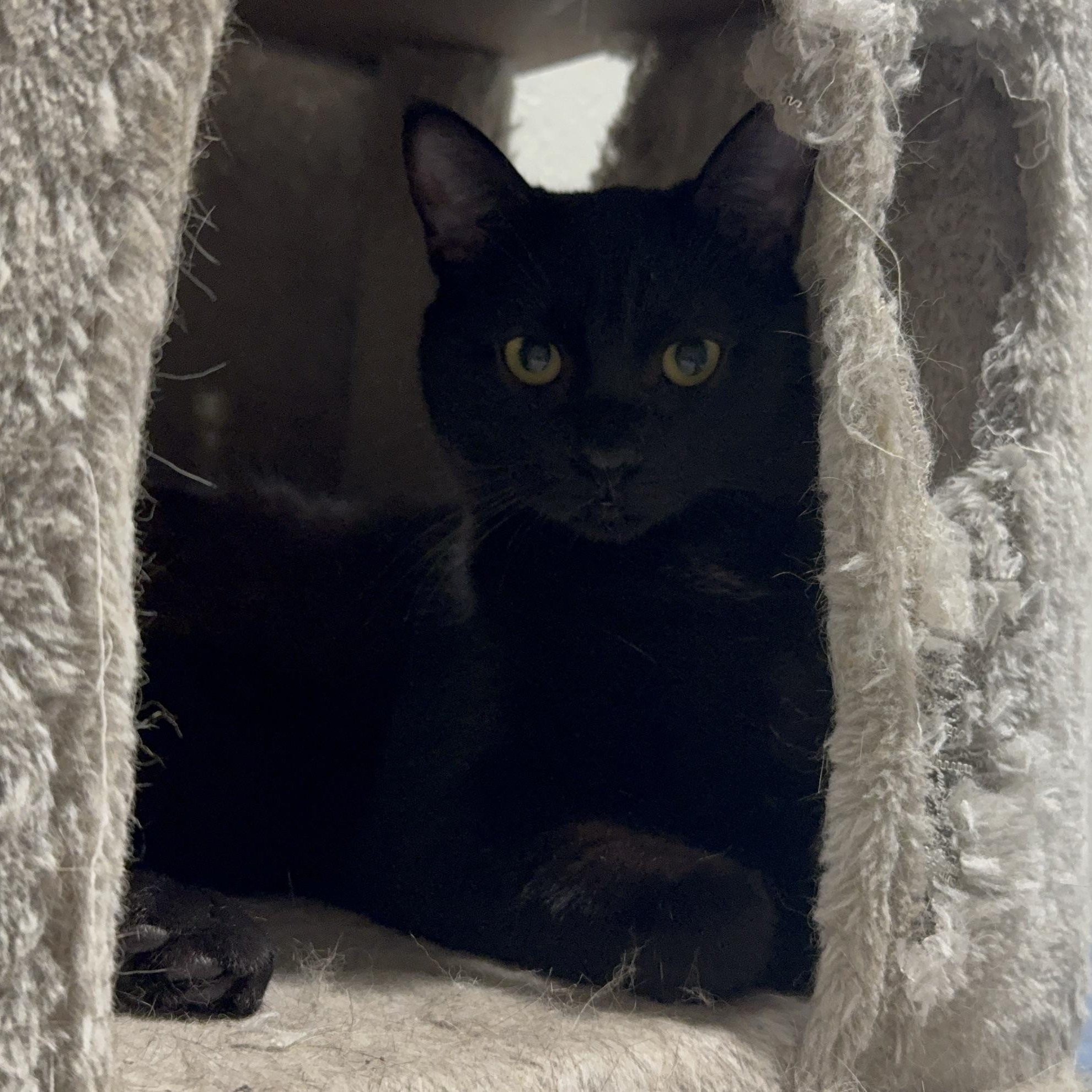 Enlarge Tiddlywinks, a ADOPTABLE Domestic Short Hair in Pembroke Pines, FL image 2/2