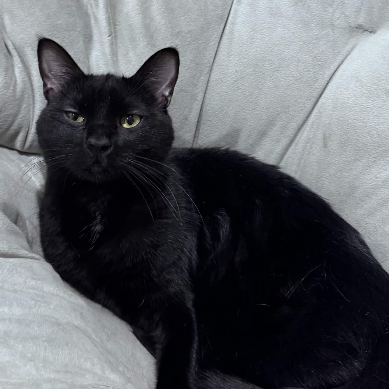 Enlarge Tiddlywinks, a Adoptable Domestic Short Hair in Pembroke Pines, FL image 1/3
