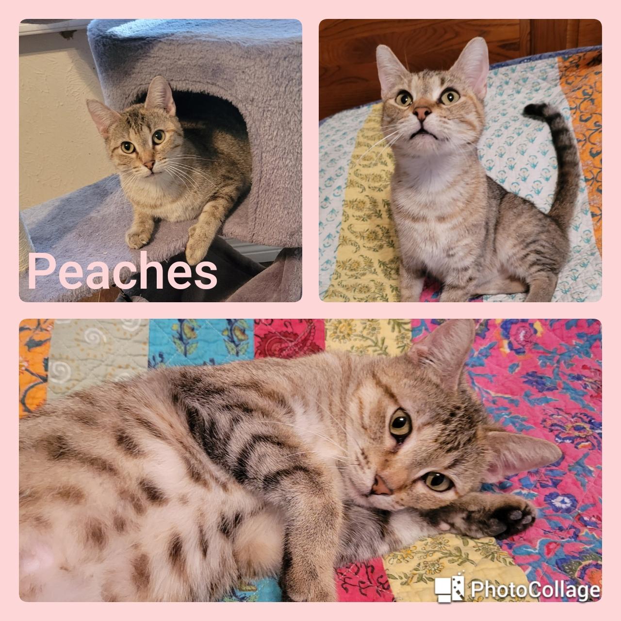Enlarge Peaches, an adopted mixed breed in Fort Worth, TX image 1/1