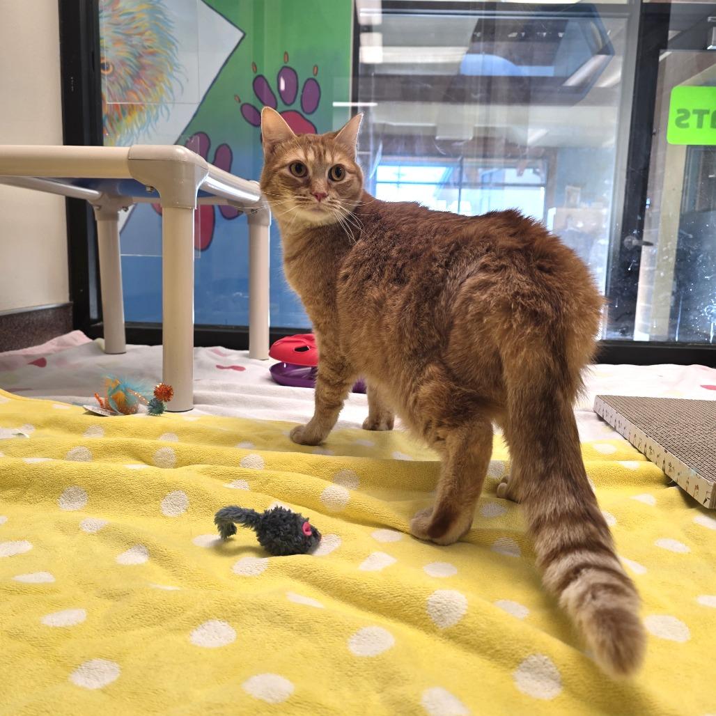 Enlarge Fern, a Adoptable Domestic Short Hair in Cheyenne, WY image 1/3