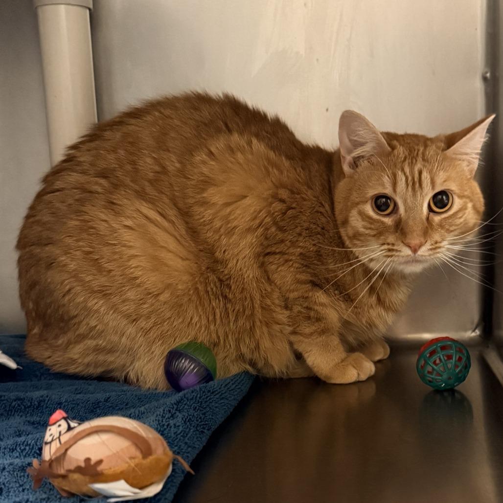 Enlarge Fern, a Adoptable Domestic Short Hair in Cheyenne, WY image 2/3