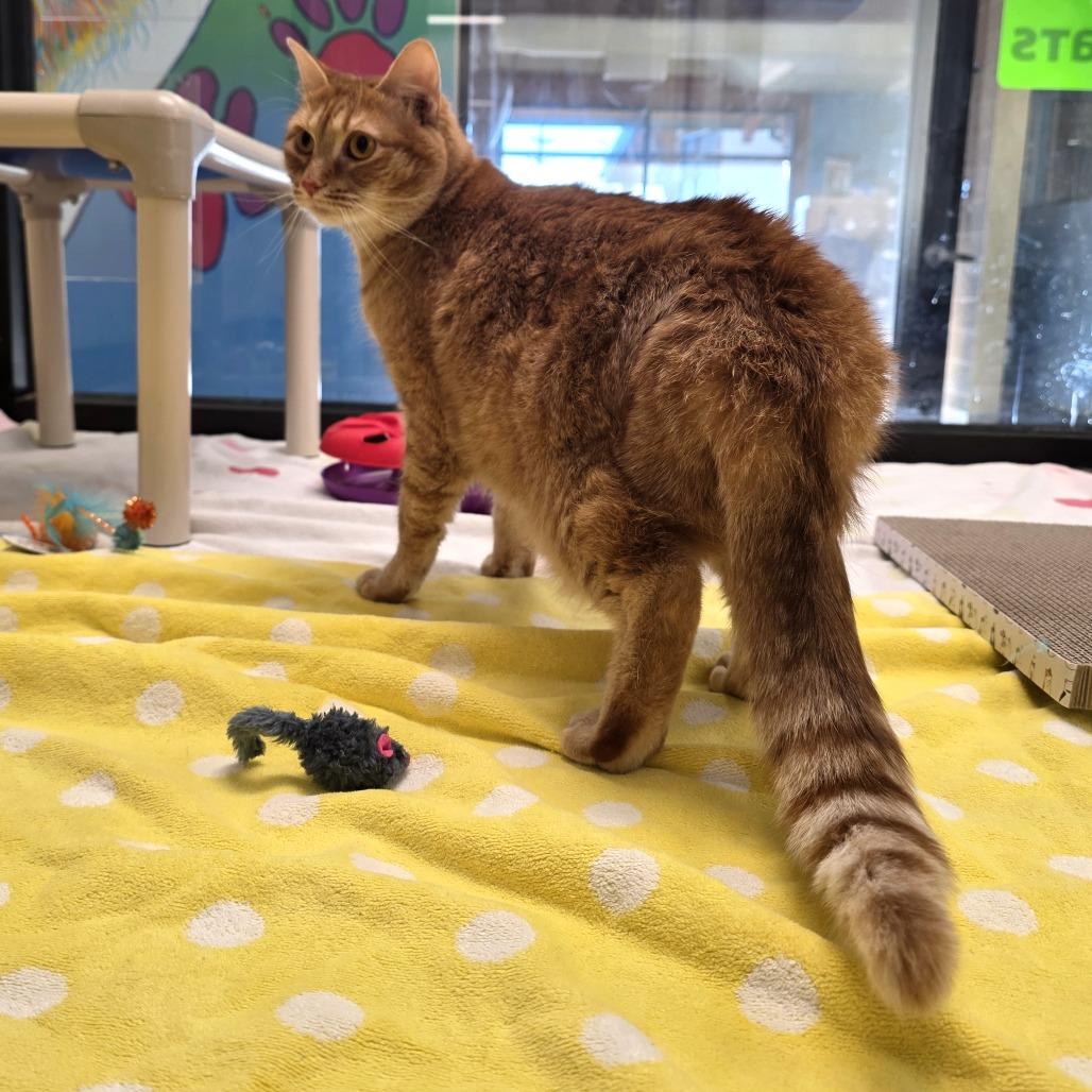 Enlarge Fern, a Adoptable Domestic Short Hair in Cheyenne, WY image 3/3