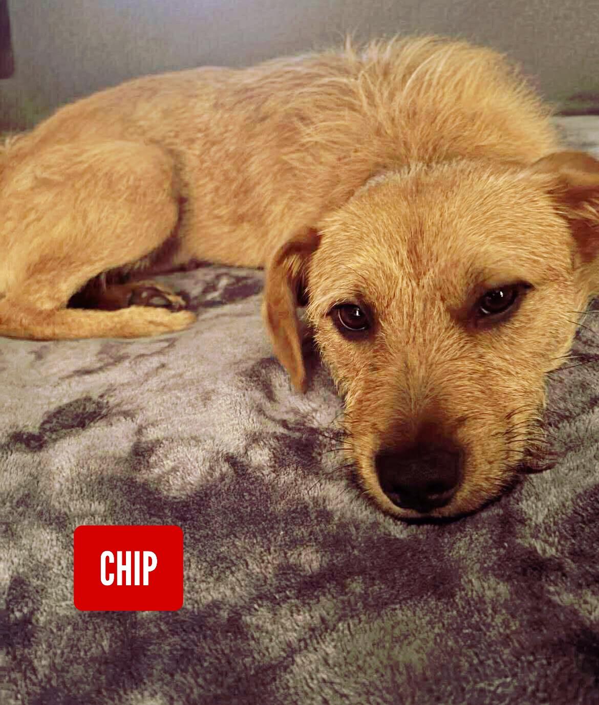 Chip