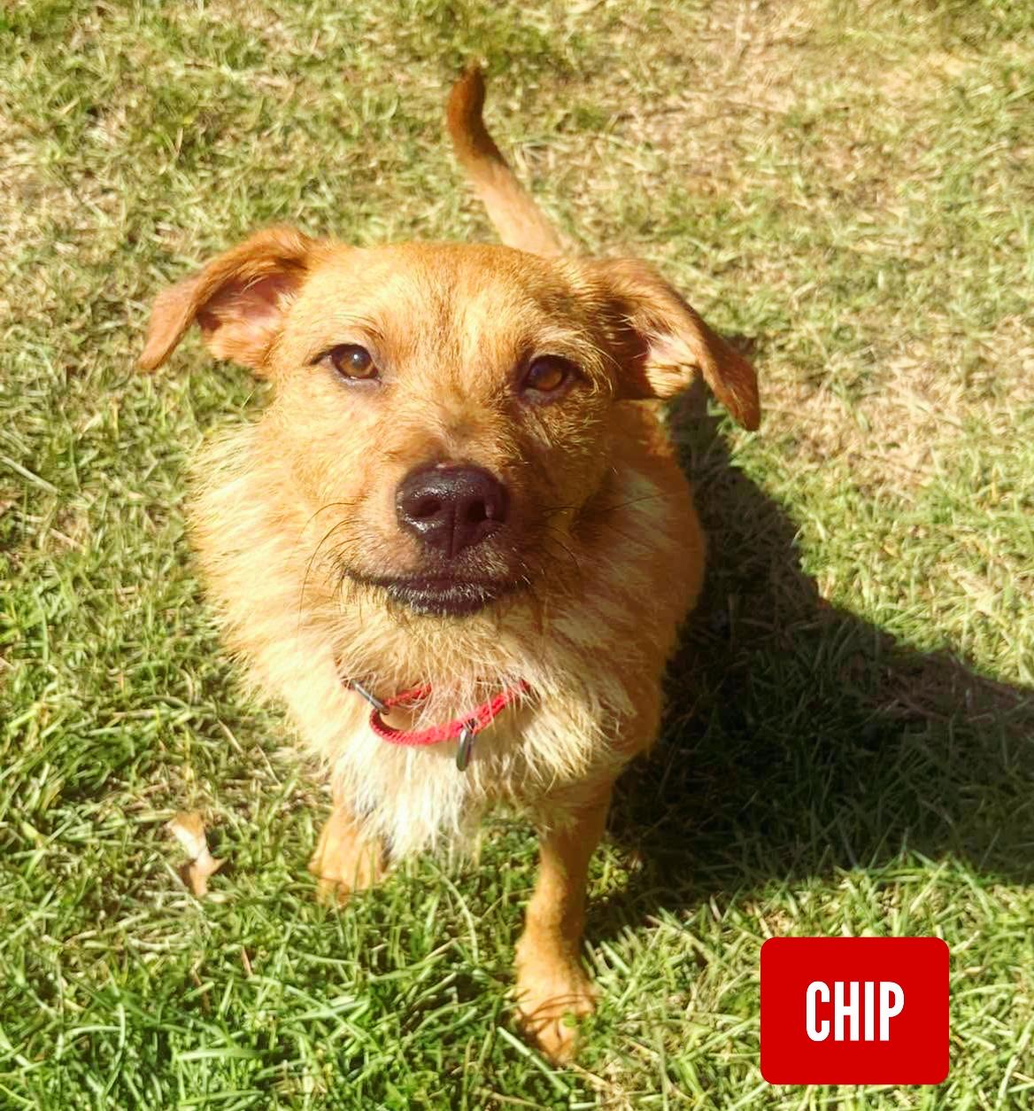 Chip