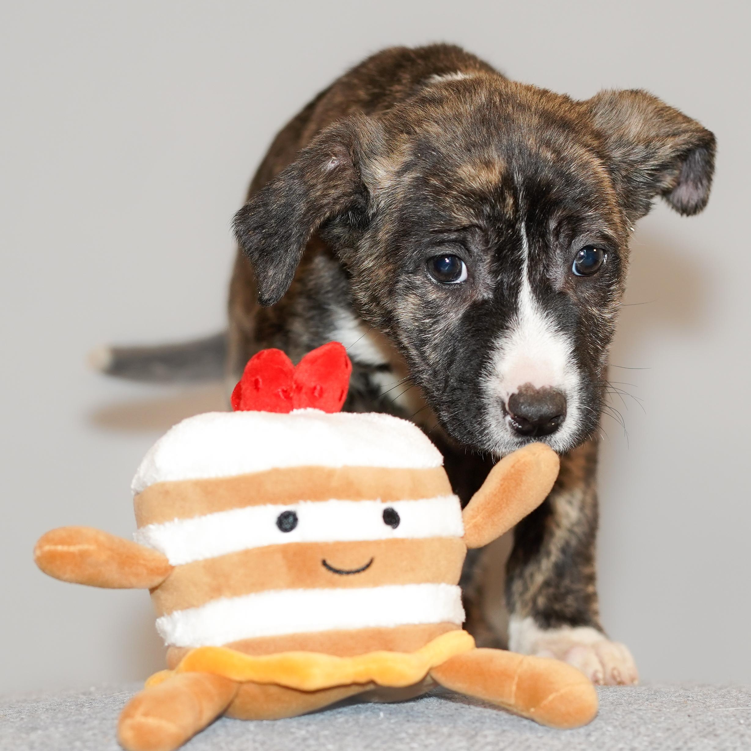 Enlarge Maple , a ADOPTABLE mixed breed in ALBANY , NY image 3/6