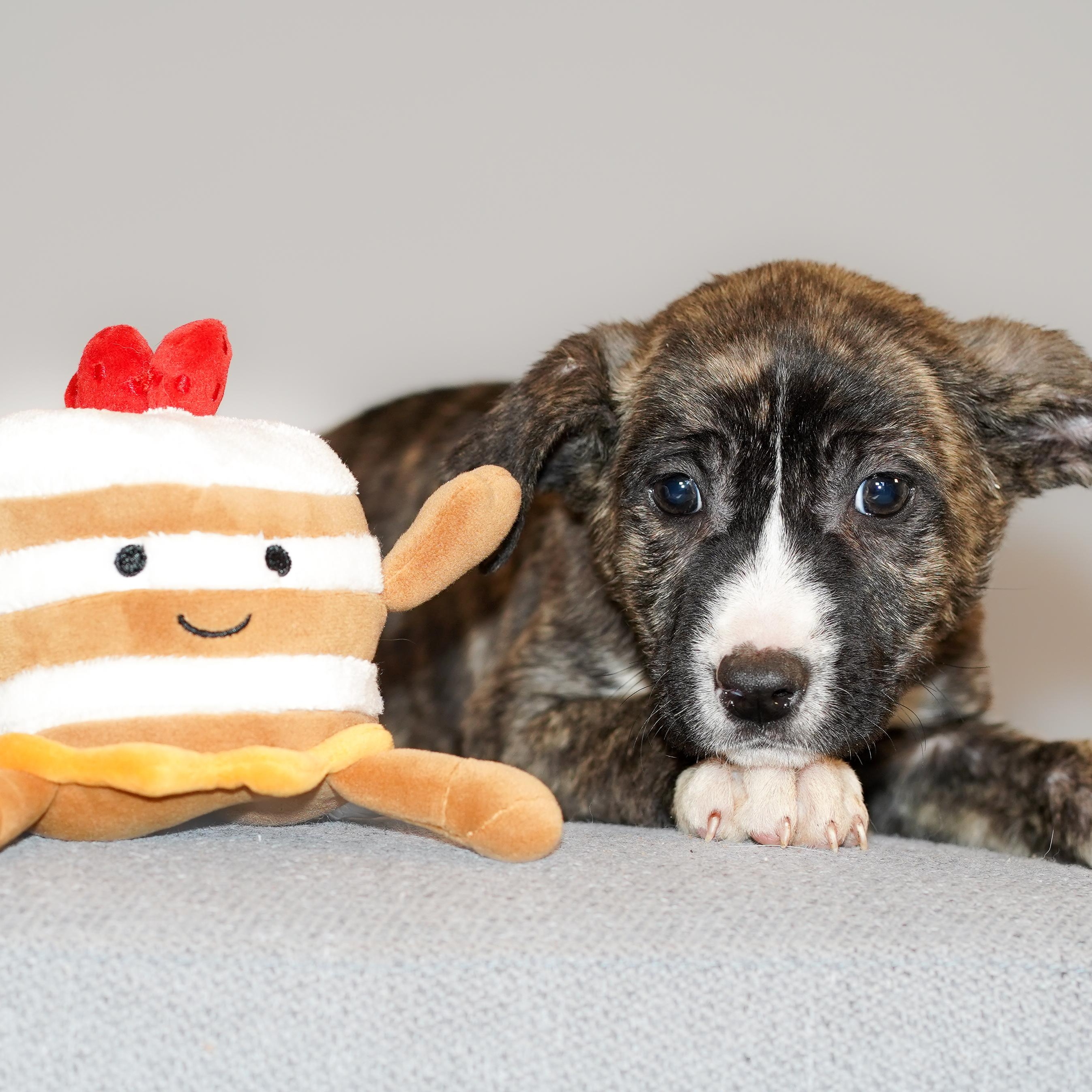 Enlarge Maple , a ADOPTABLE mixed breed in ALBANY , NY image 2/6