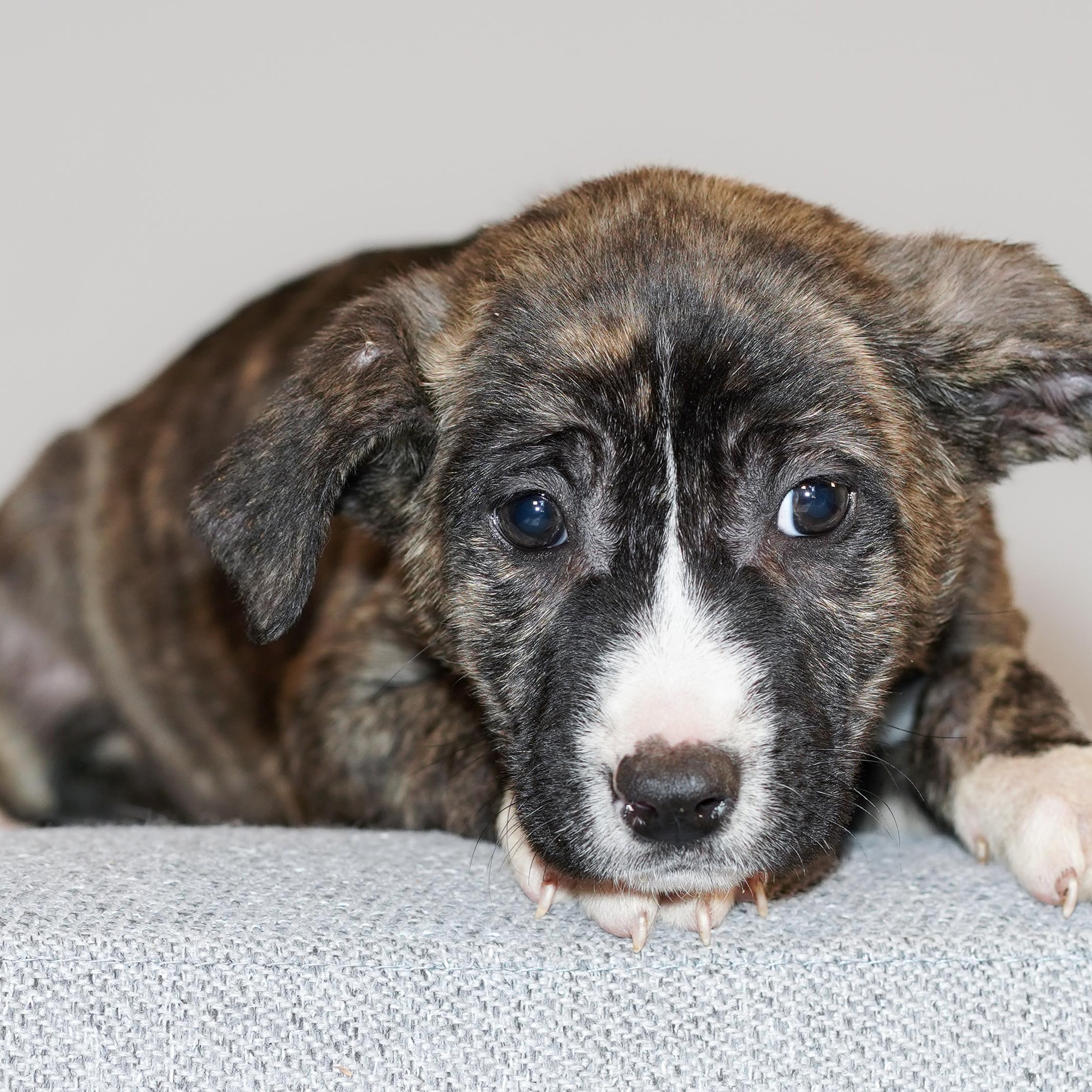 Enlarge Maple , a ADOPTABLE mixed breed in ALBANY , NY image 6/6