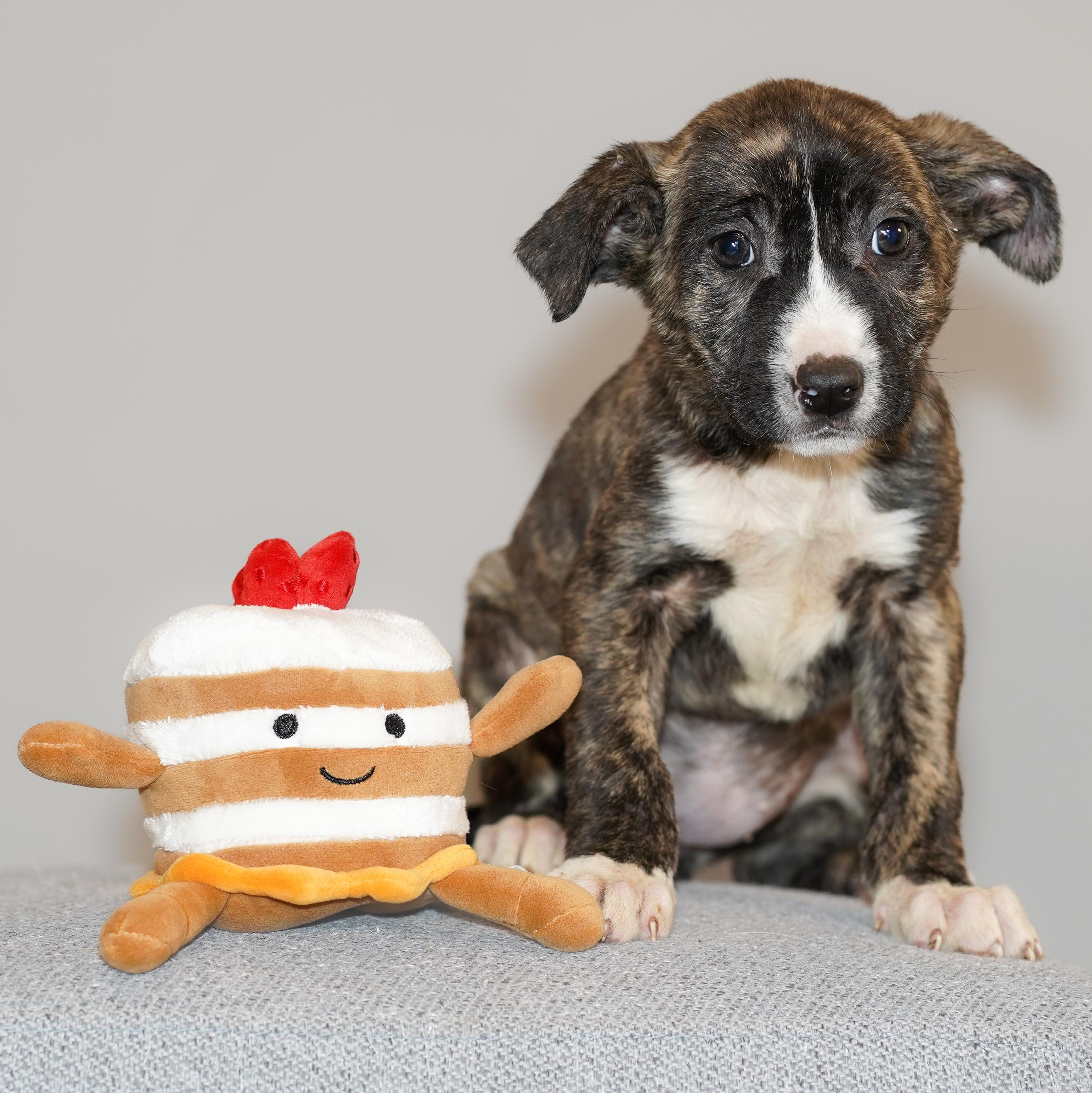 Maple , ADOPTABLE, Puppy Female Black Mouth Cur.
