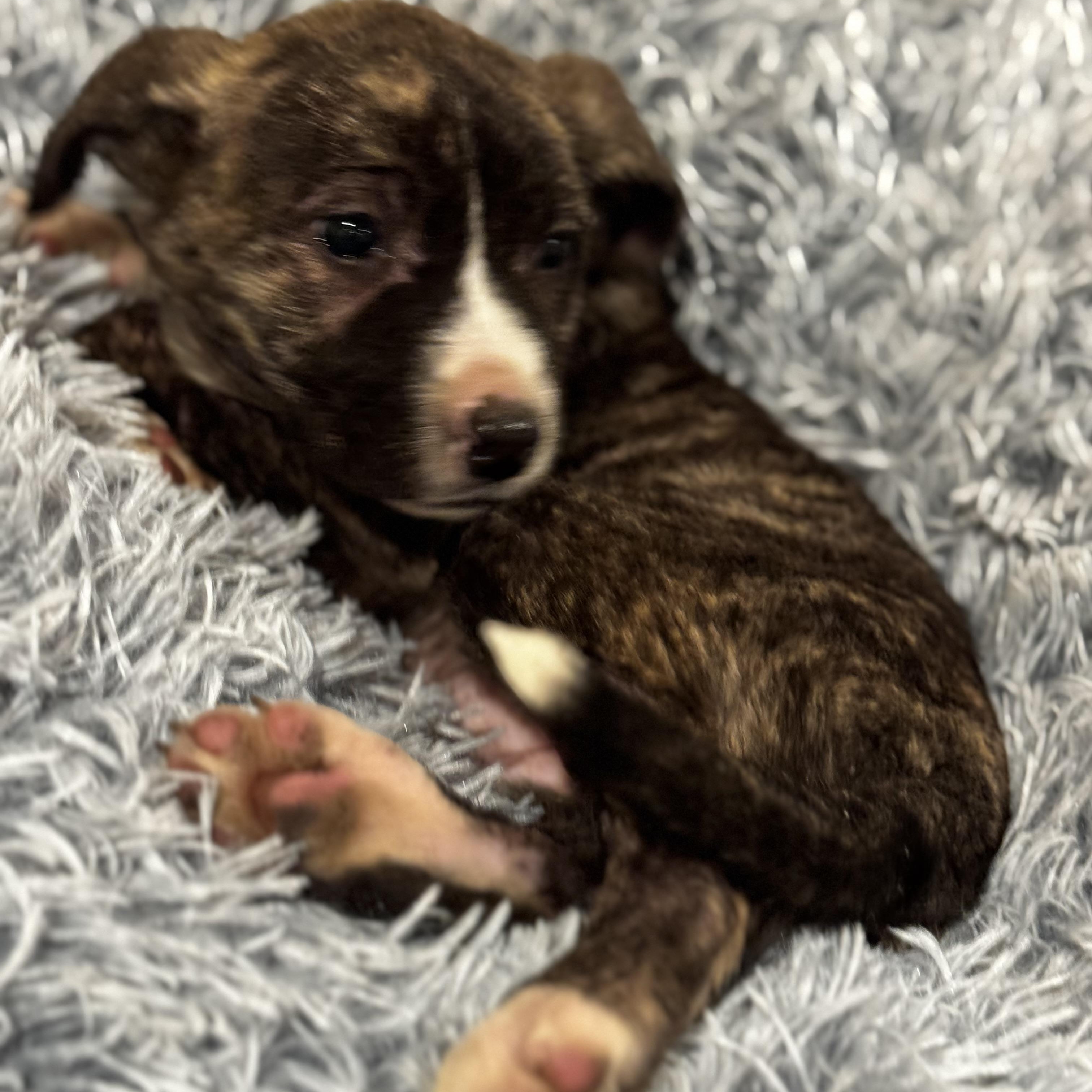 Enlarge Maple , a ADOPTABLE mixed breed in ALBANY , NY image 4/6