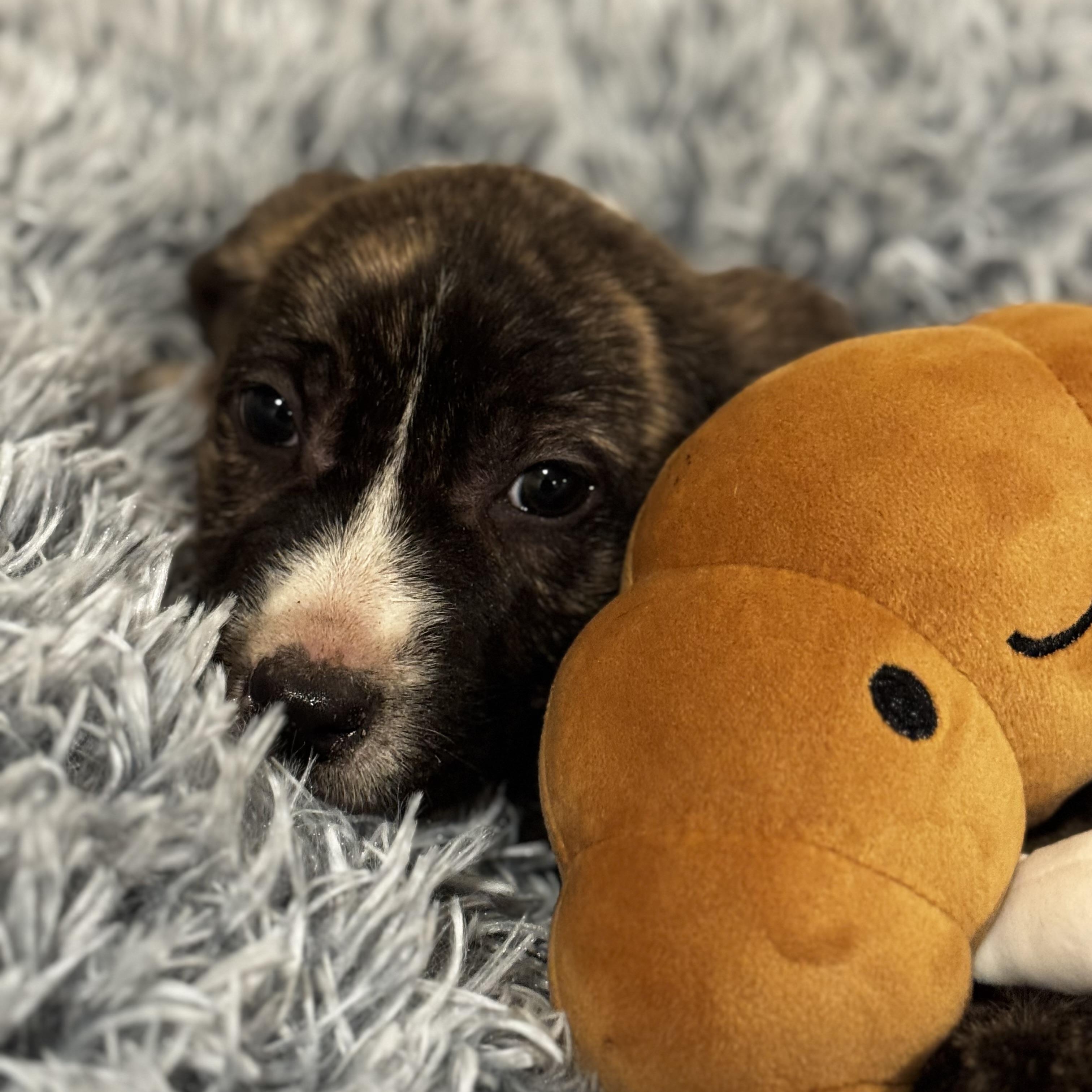 Enlarge Maple , a ADOPTABLE mixed breed in ALBANY , NY image 5/6