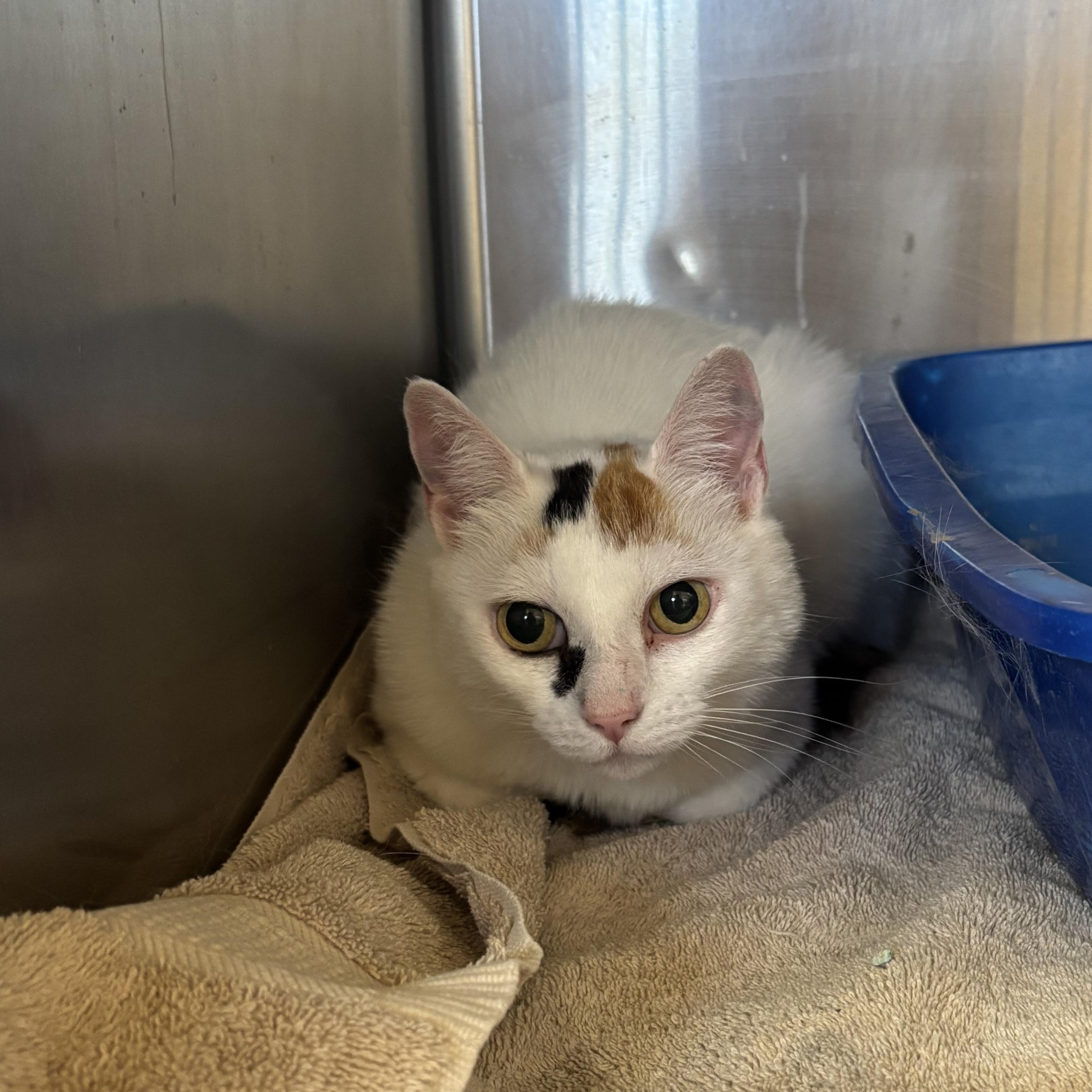 Enlarge Sunny, a ADOPTABLE Domestic Short Hair in Washington, UT image 3/3