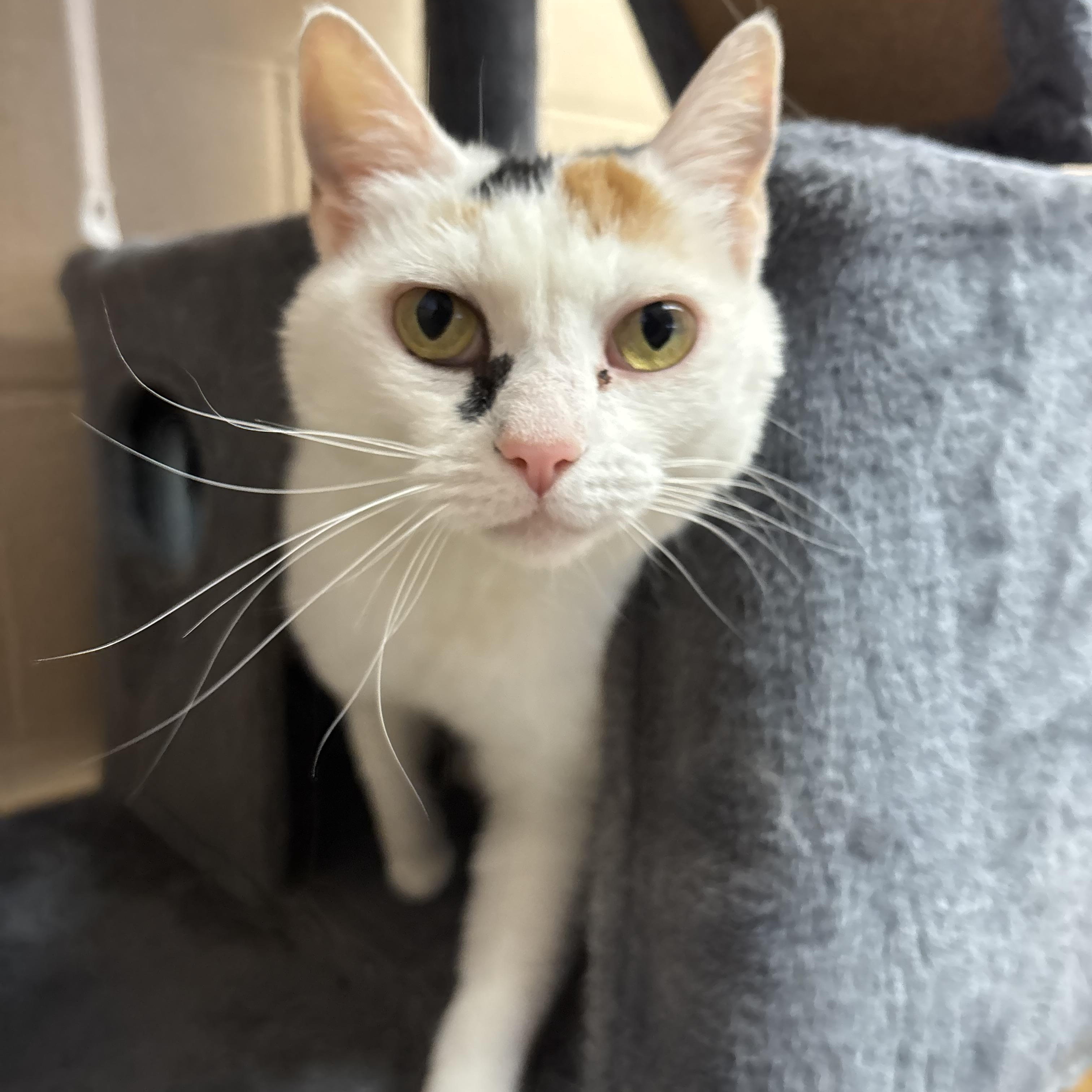 Enlarge Sunny, a ADOPTABLE Domestic Short Hair in Washington, UT image 2/3