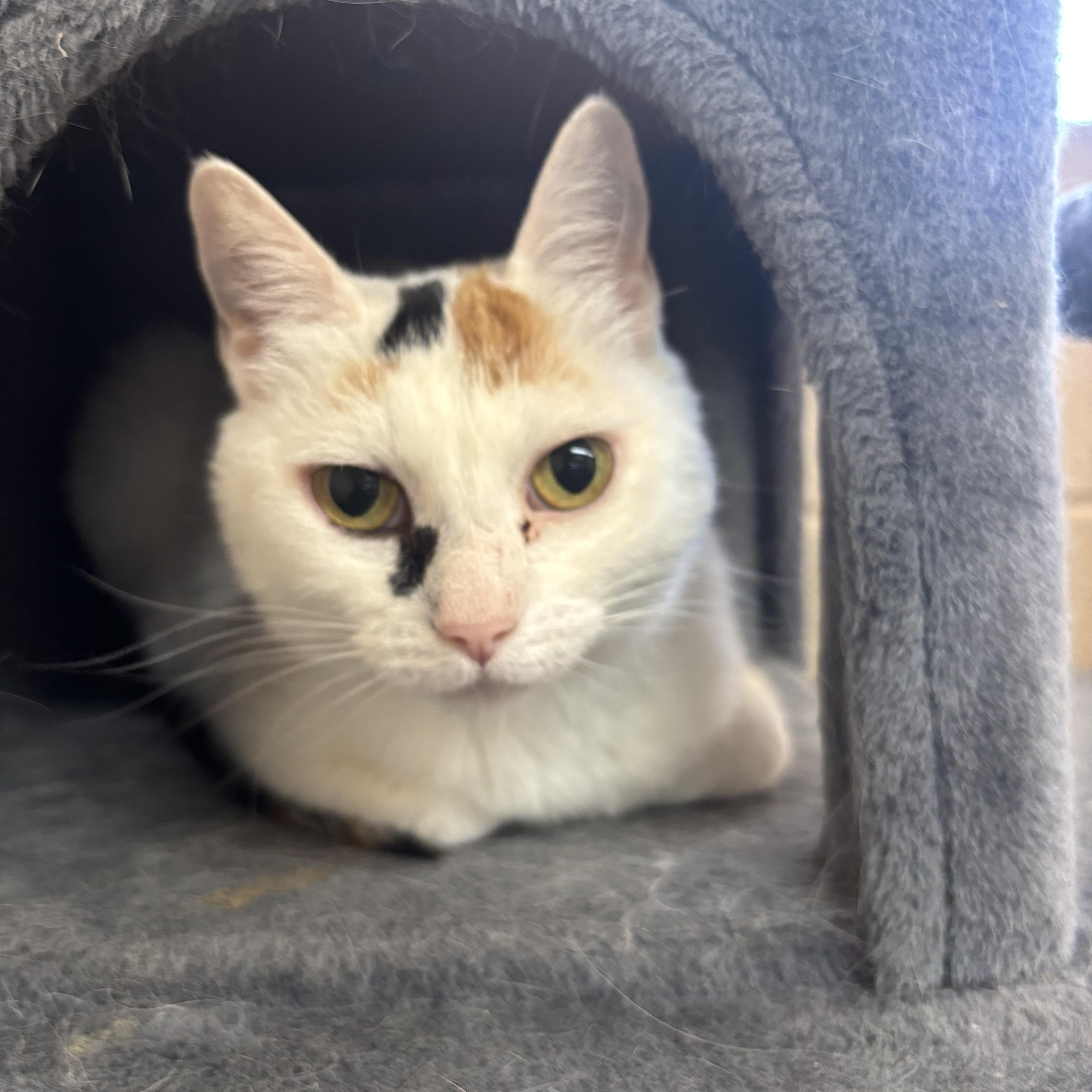 Sunny, ADOPTABLE, Adult Female Domestic Short Hair.
