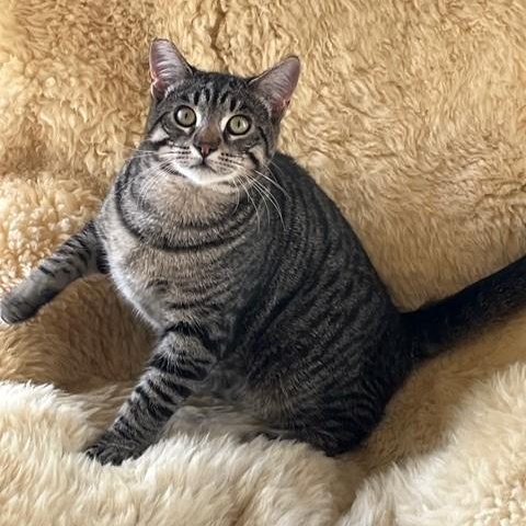 Enlarge Doctor Oz, a Adopted Tabby in Sacramento, CA image 1/4