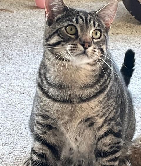 Enlarge Doctor Oz, a Adopted Tabby in Sacramento, CA image 2/4