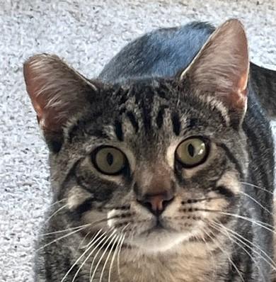 Enlarge Doctor Oz, a Adopted Tabby in Sacramento, CA image 3/4