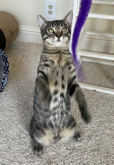 Enlarge Doctor Oz, a Adopted Tabby in Sacramento, CA image 4/4