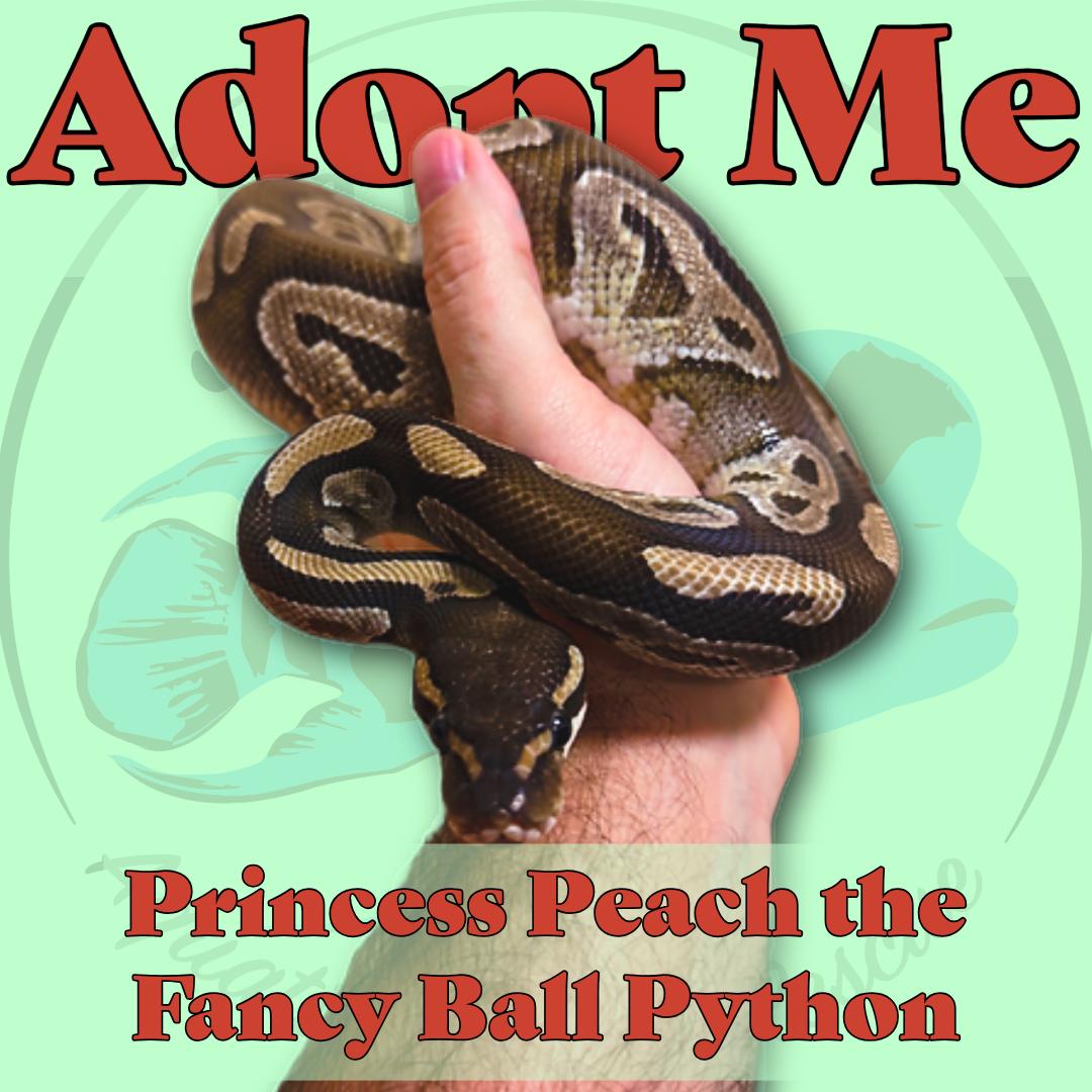 Princess Peach the Ball Python, ADOPTABLE, Young Unknown Ball Python.