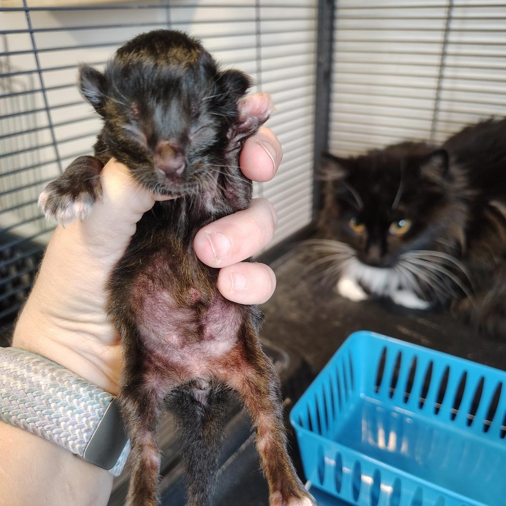 Enlarge Chip, a Adoptable Domestic Short Hair in Osawatomie, KS image 1/3