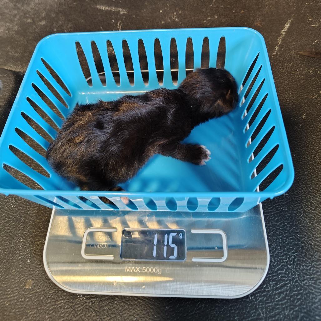 Enlarge Chip, a Adoptable Domestic Short Hair in Osawatomie, KS image 2/3