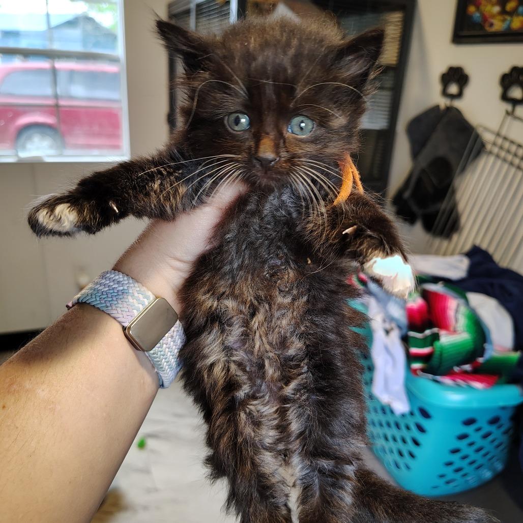 Enlarge Chip, a Adoptable Domestic Short Hair in Osawatomie, KS image 3/3