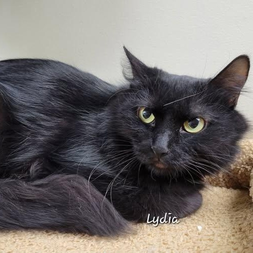 Enlarge Lydia, a ADOPTABLE Domestic Long Hair in Mazon, IL image 1/1