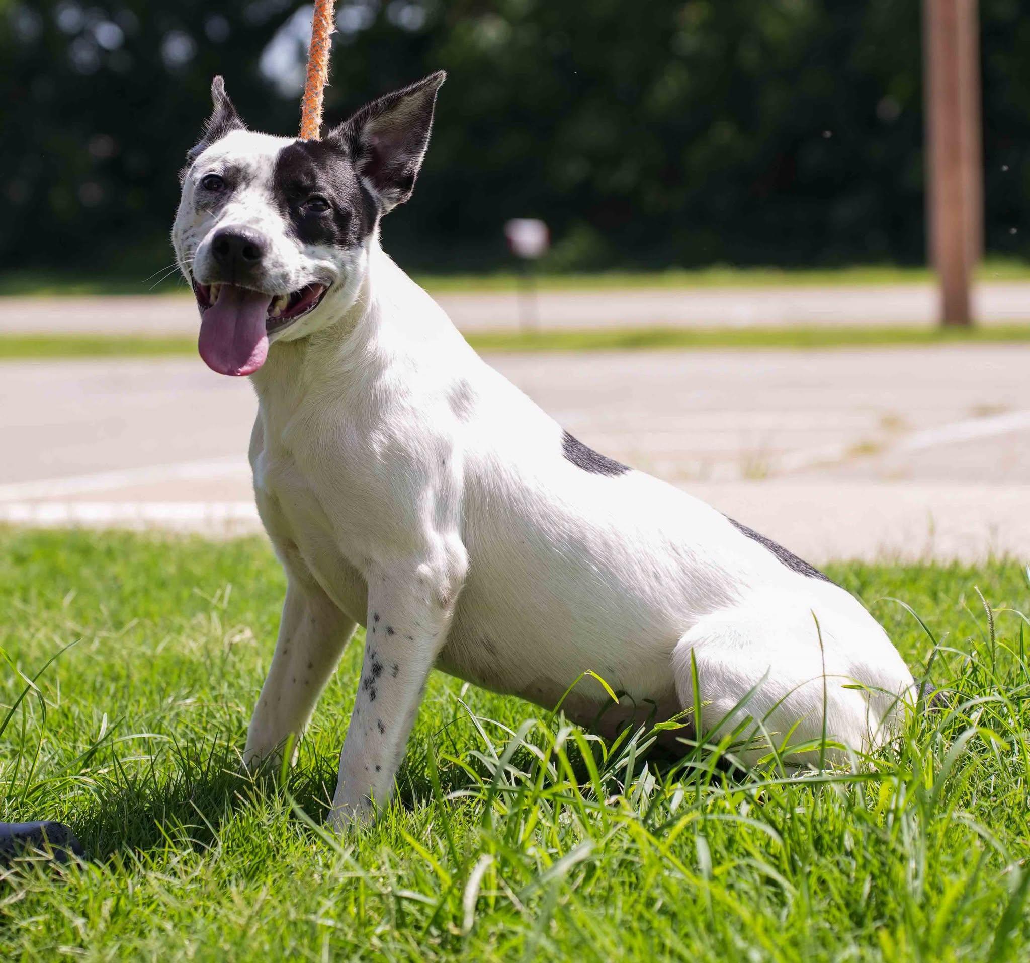 Tink, ADOPTABLE, Adult Female Australian Cattle Dog / Blue Heeler.