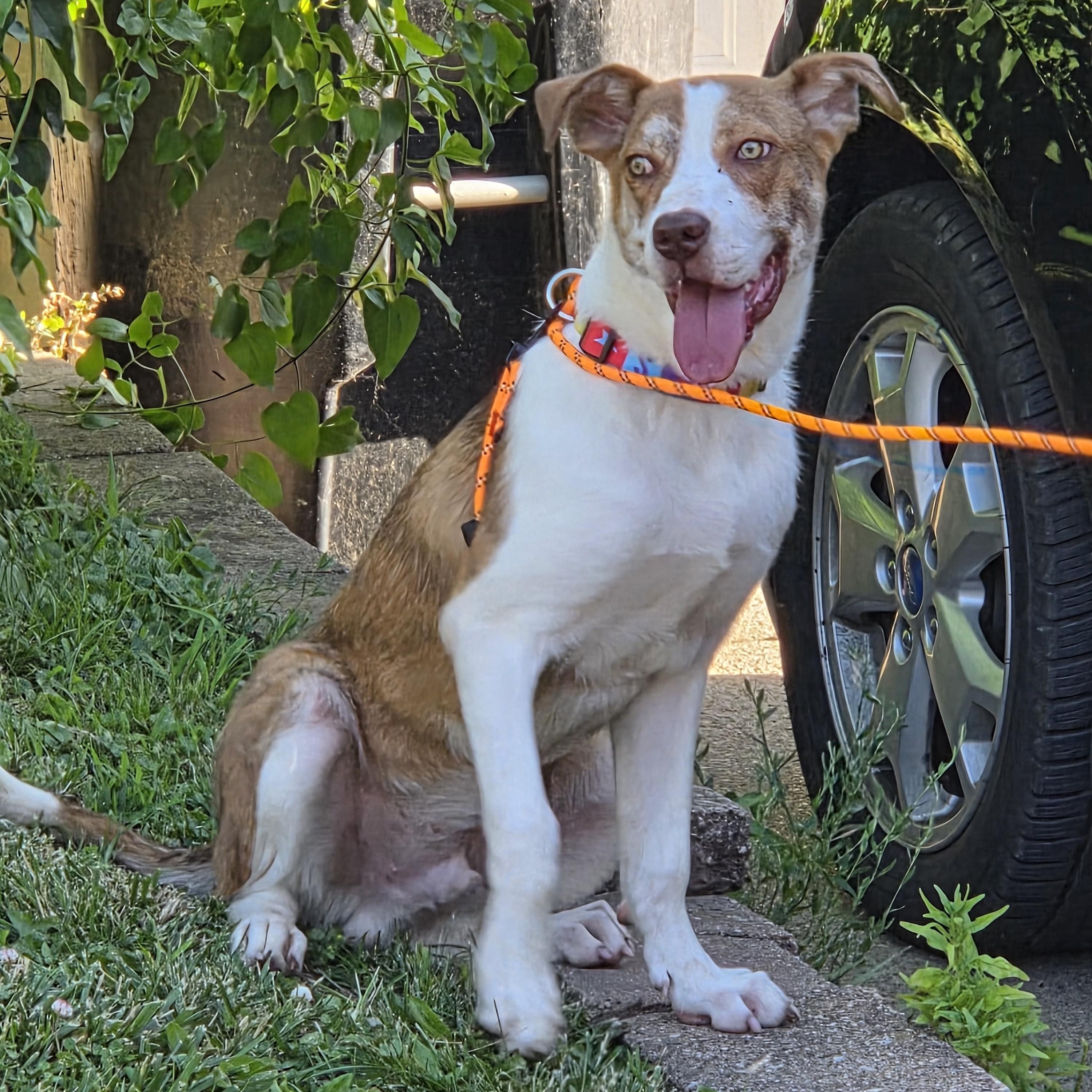 Pedro, Baby Male Mixed Breed