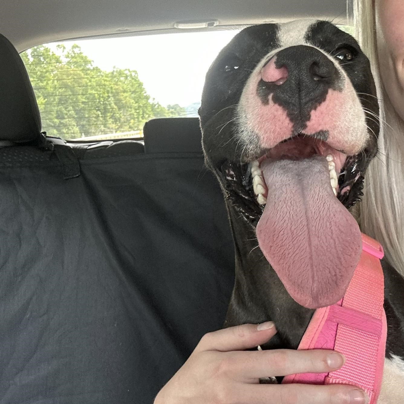 Bolt, a Adoptable American Staffordshire Terrier in COLUMBUS, OH image 4/6