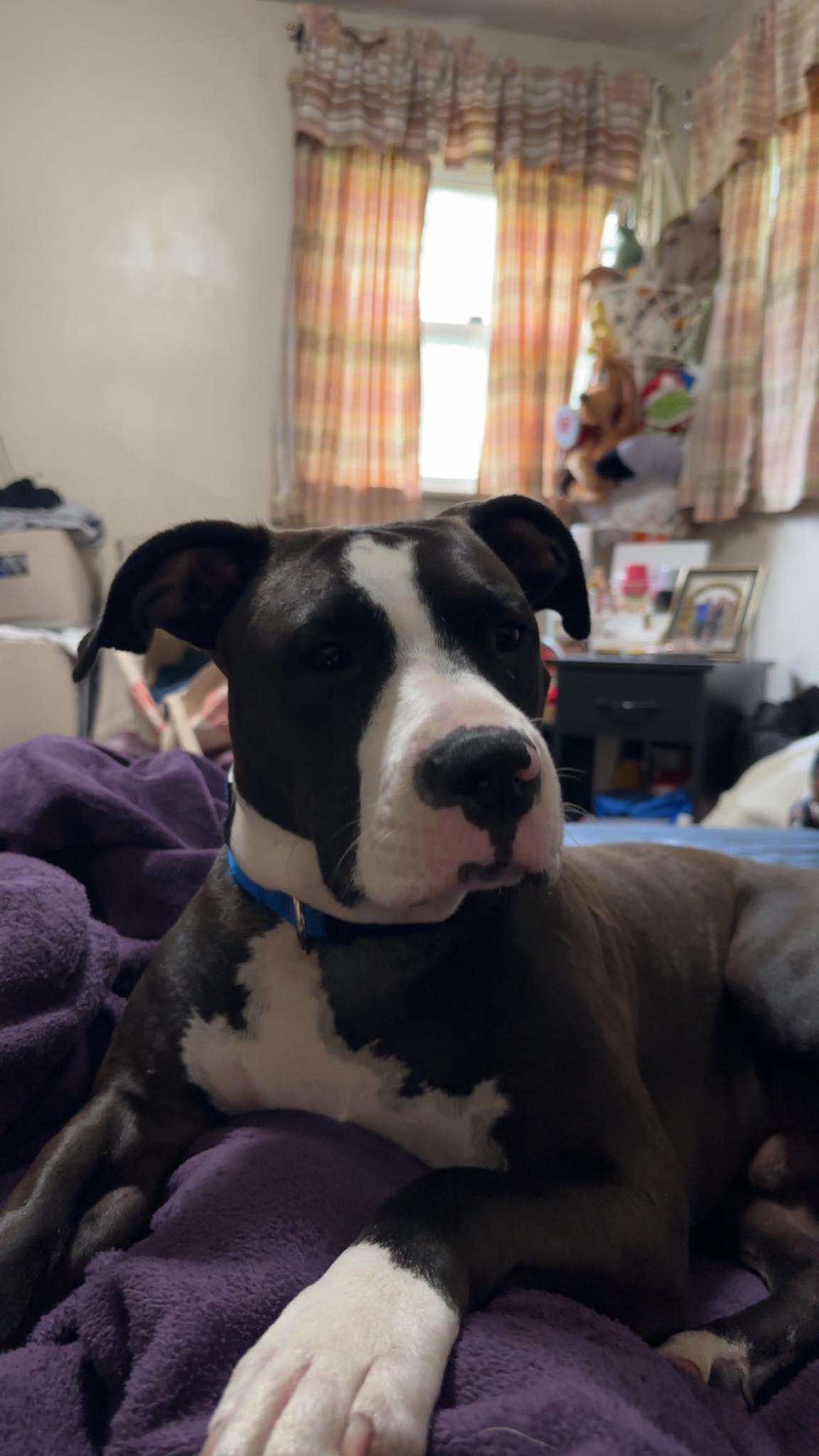 Bolt, a Adoptable American Staffordshire Terrier in COLUMBUS, OH image 2/6