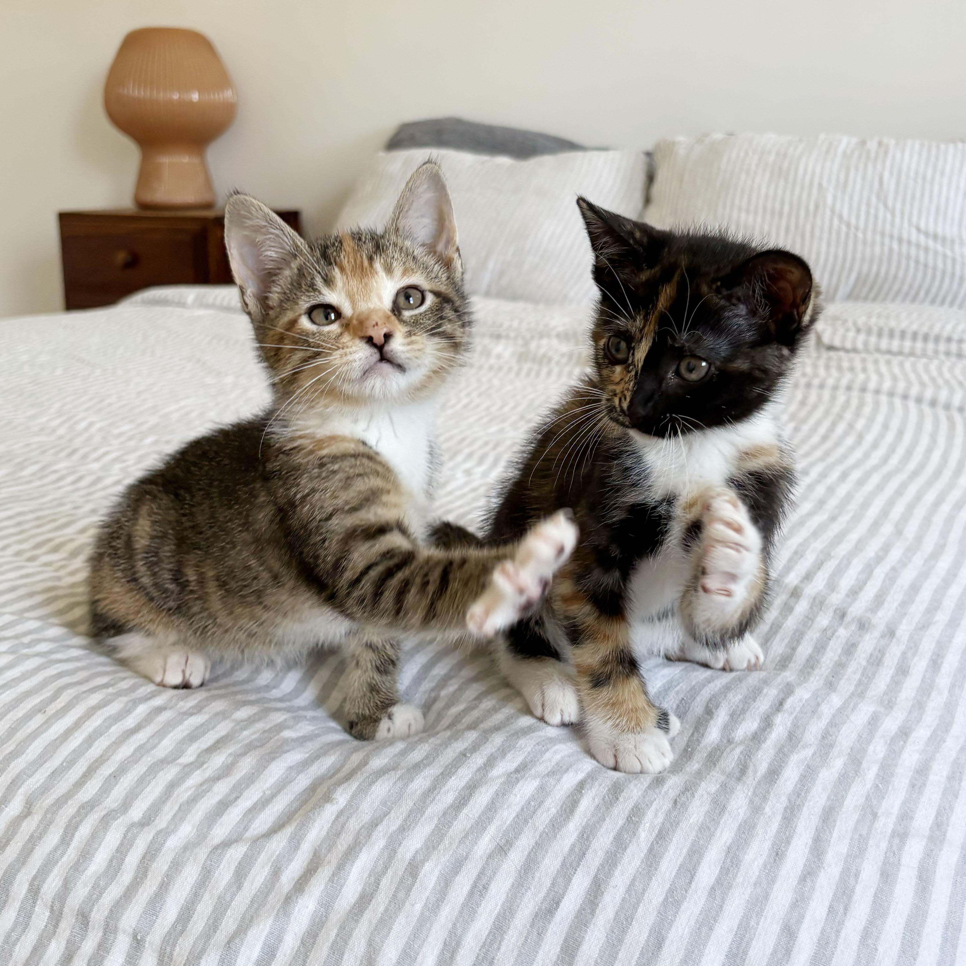 Thumb War & Thumb Sucker, an adopted mixed breed in BROOKLYN, NY image 6/6