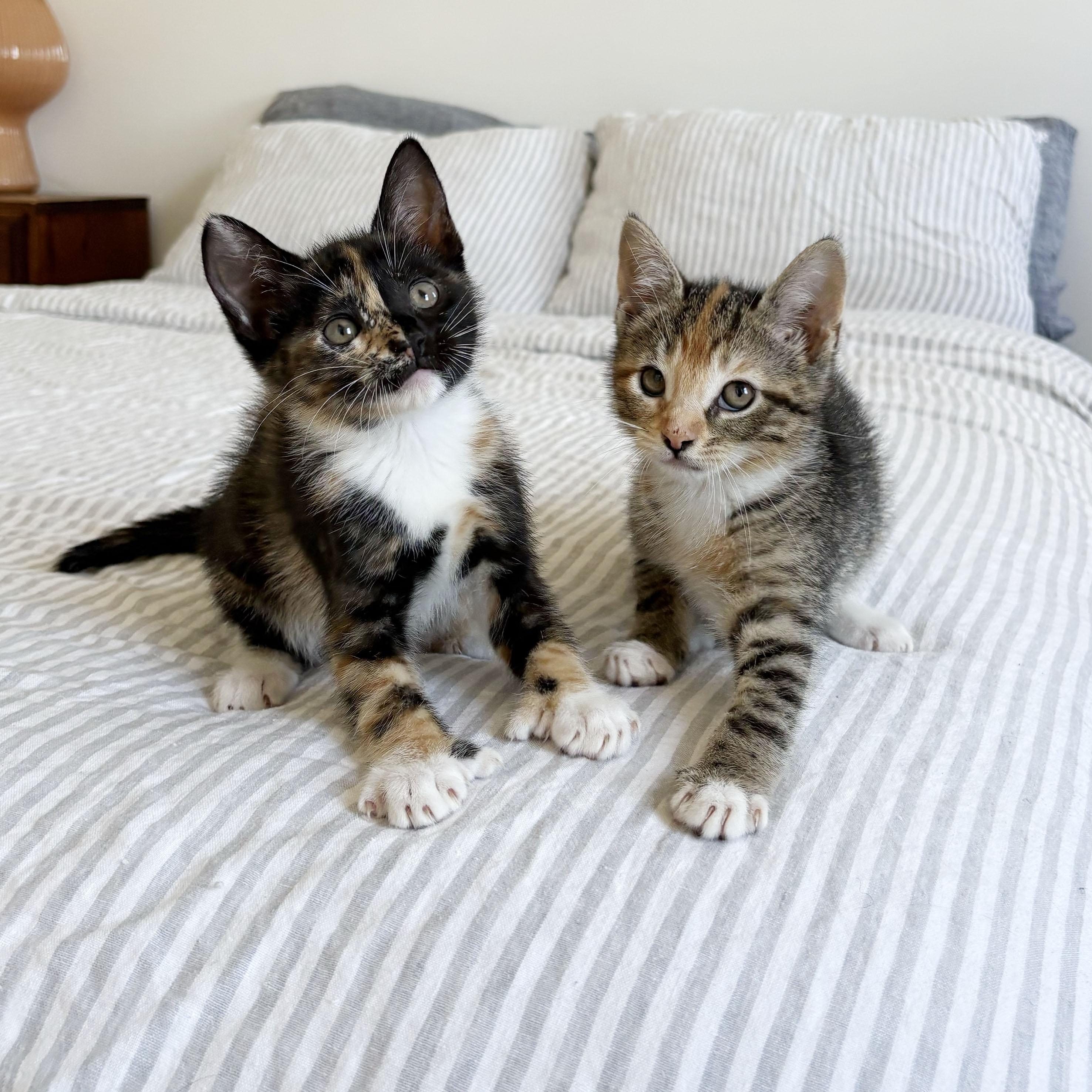Thumb War & Thumb Sucker, an adopted mixed breed in BROOKLYN, NY image 3/6