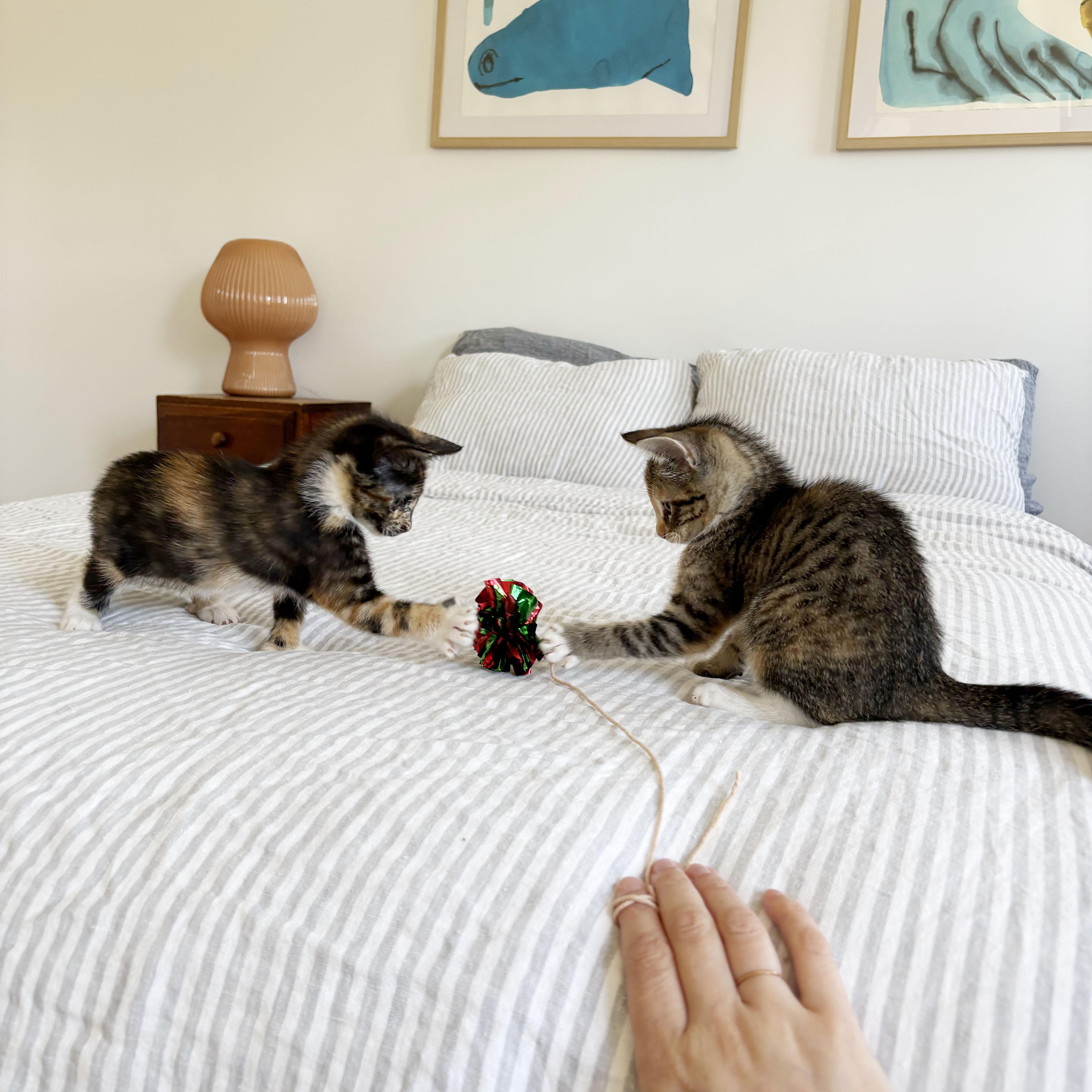 Thumb War & Thumb Sucker, an adopted mixed breed in BROOKLYN, NY image 5/6