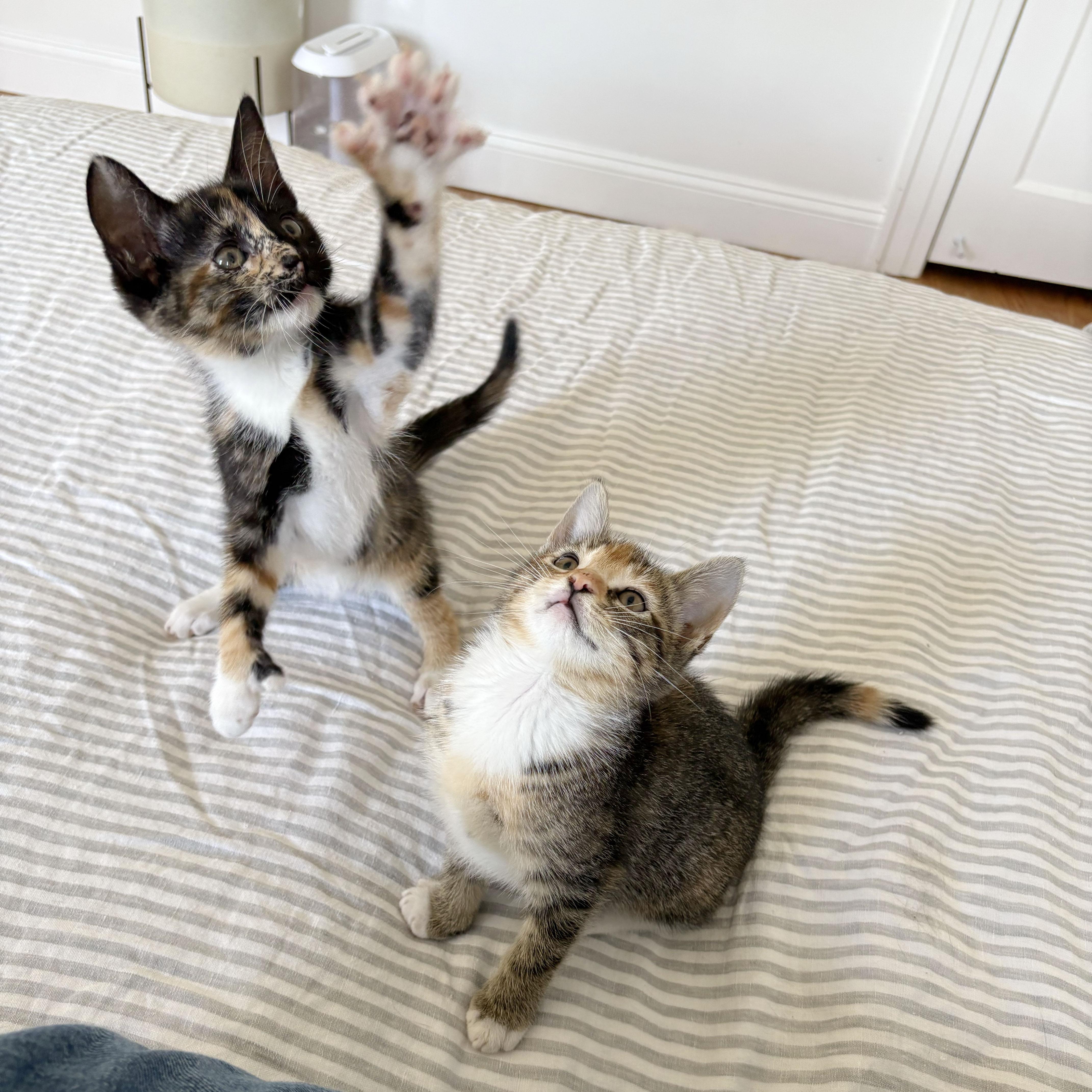 Thumb War & Thumb Sucker, an adopted mixed breed in BROOKLYN, NY image 4/6