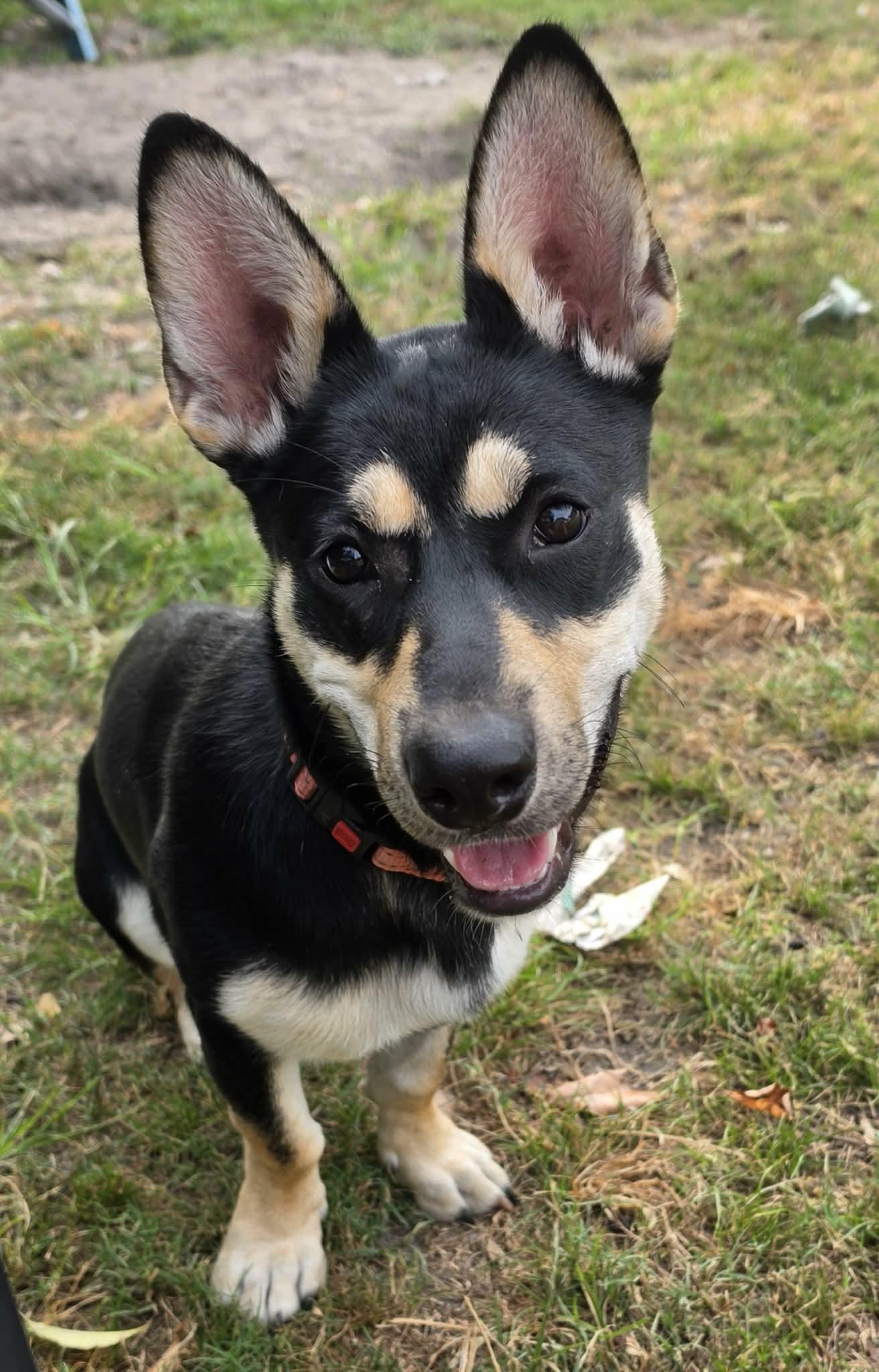 Enlarge Winnie, a ADOPTABLE mixed breed in Southington, CT image 6/6
