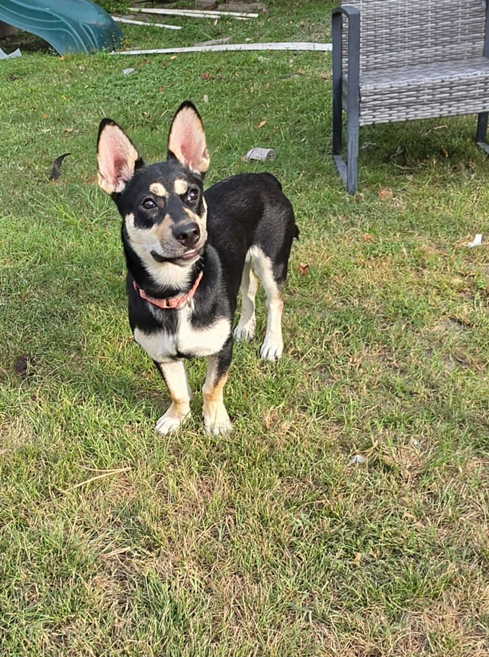 Enlarge Winnie, a ADOPTABLE mixed breed in Southington, CT image 3/6