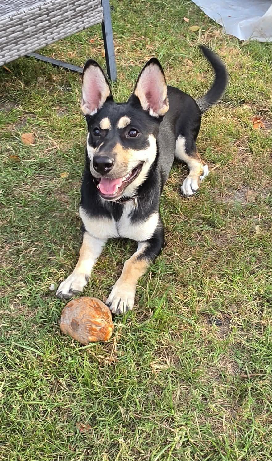 Enlarge Winnie, a ADOPTABLE mixed breed in Southington, CT image 2/6