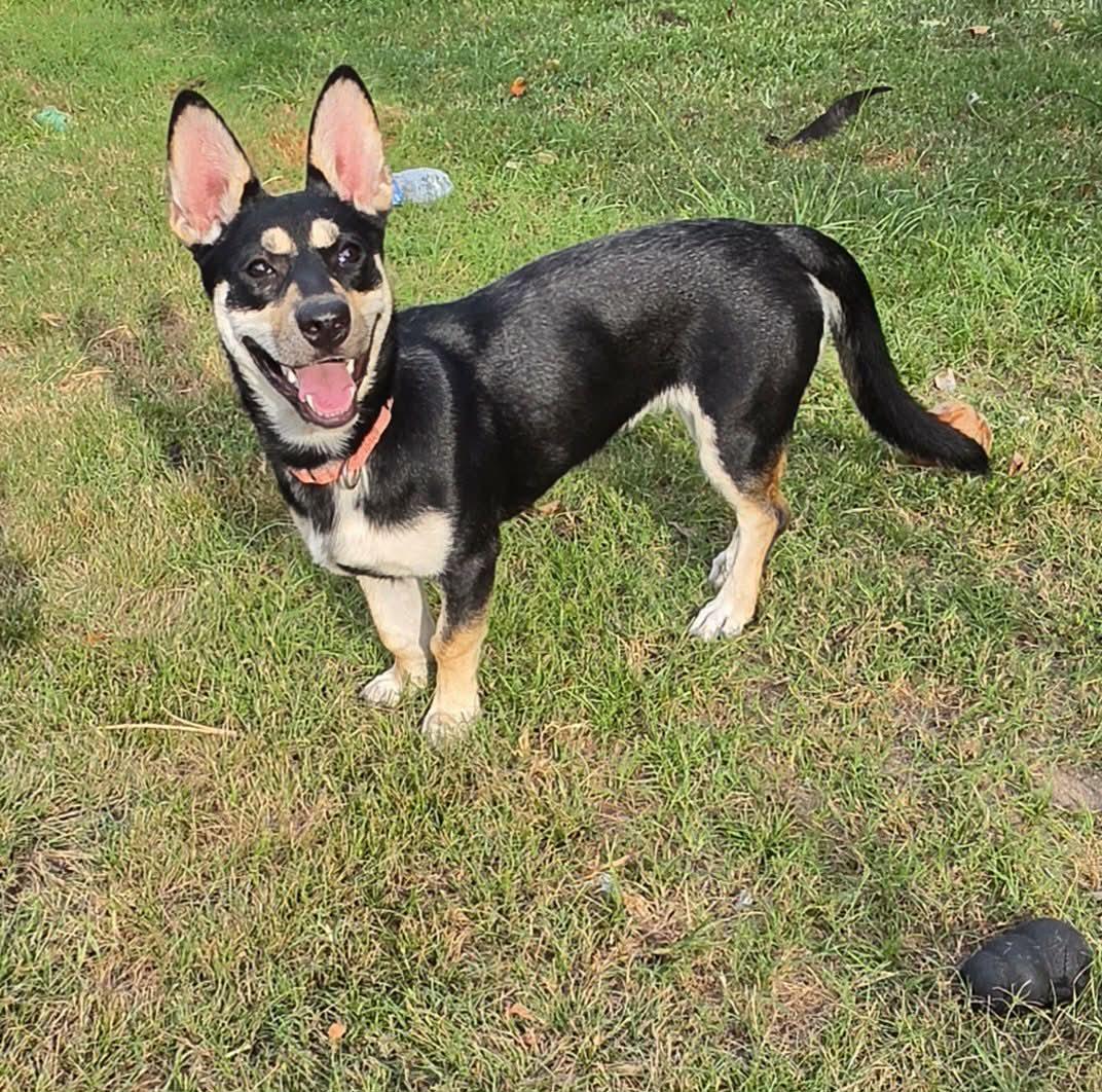 Enlarge Winnie, a ADOPTABLE mixed breed in Southington, CT image 5/6
