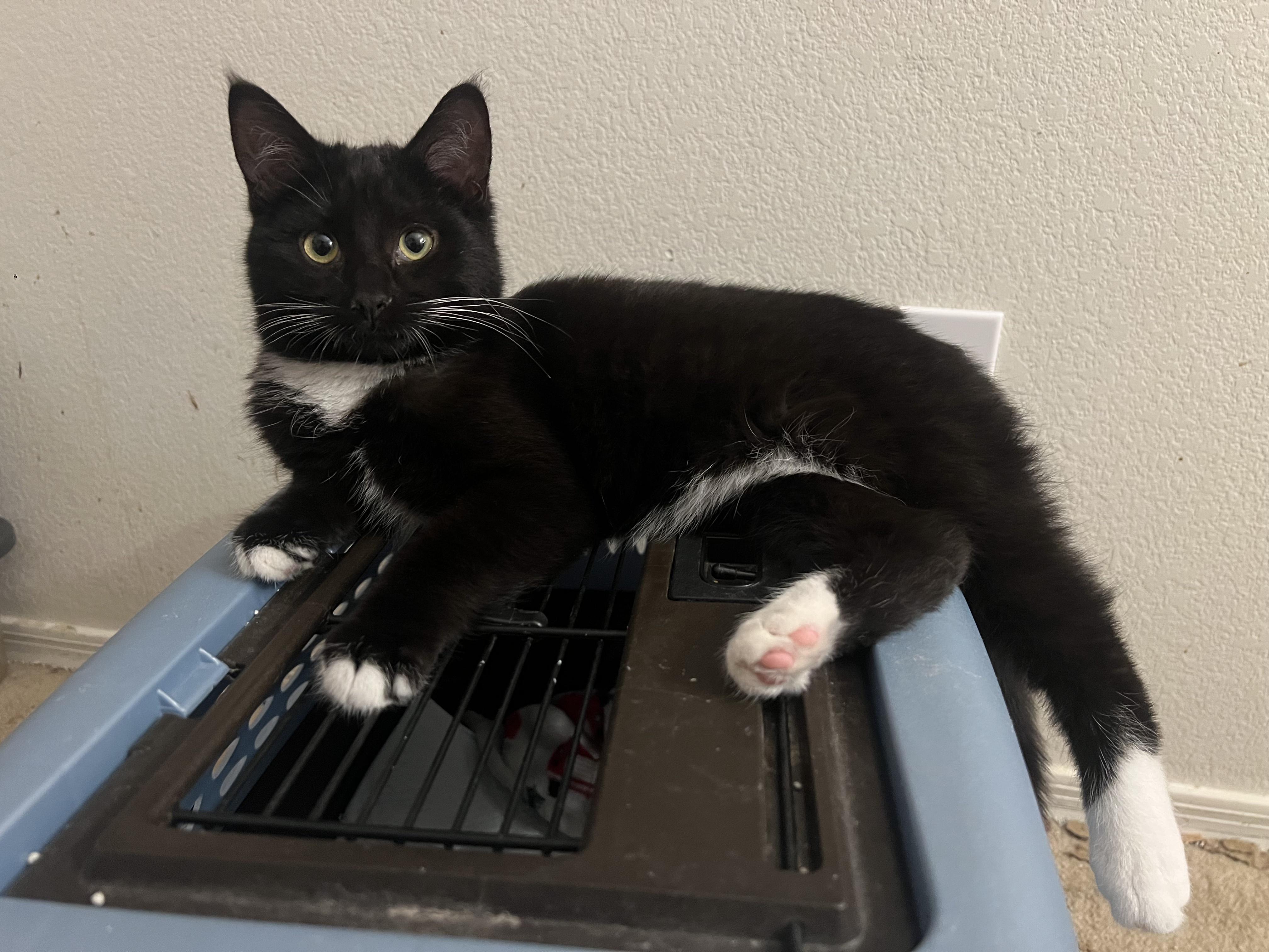 Shepherd, adopted, Kitten Male Domestic Medium Hair.