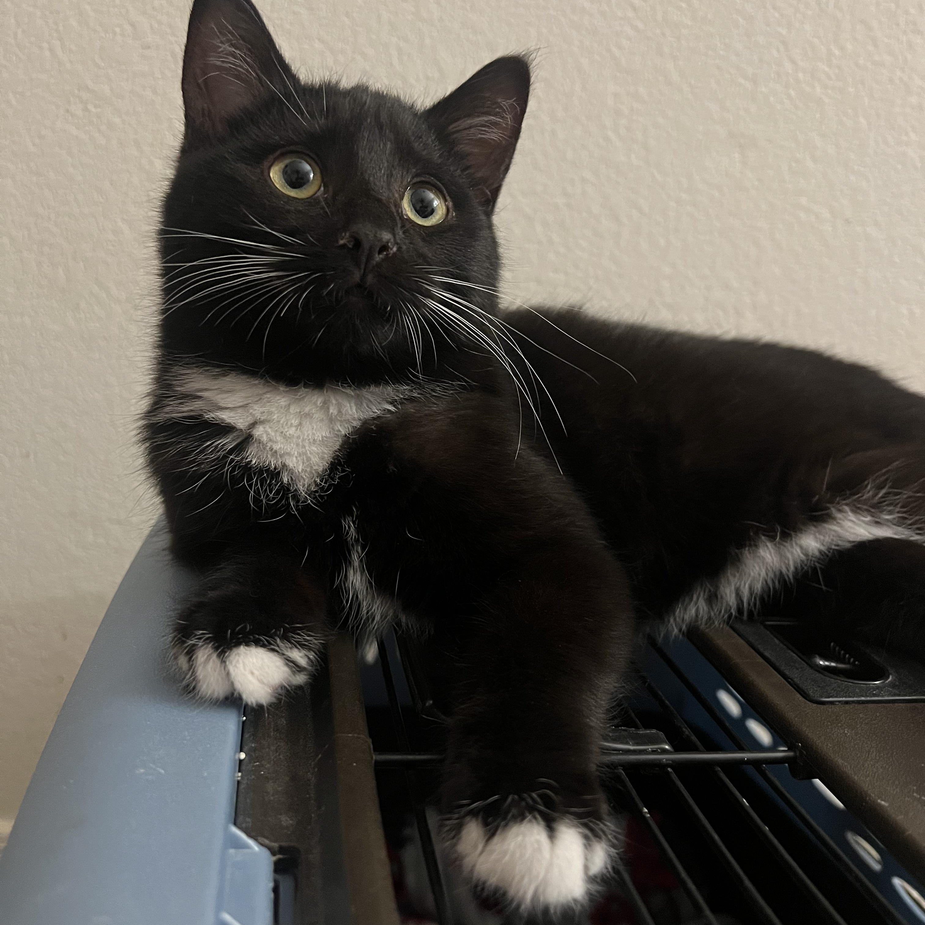 Enlarge Shepherd, an adopted Domestic Medium Hair in Phoenix, AZ image 2/2