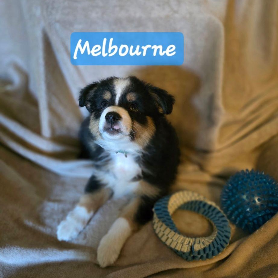 Melbourne thumbnail 4