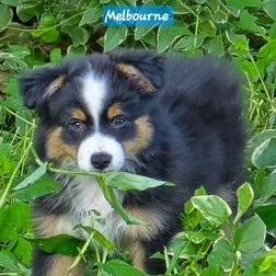 Melbourne thumbnail 1