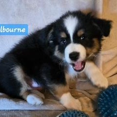 Melbourne thumbnail 2