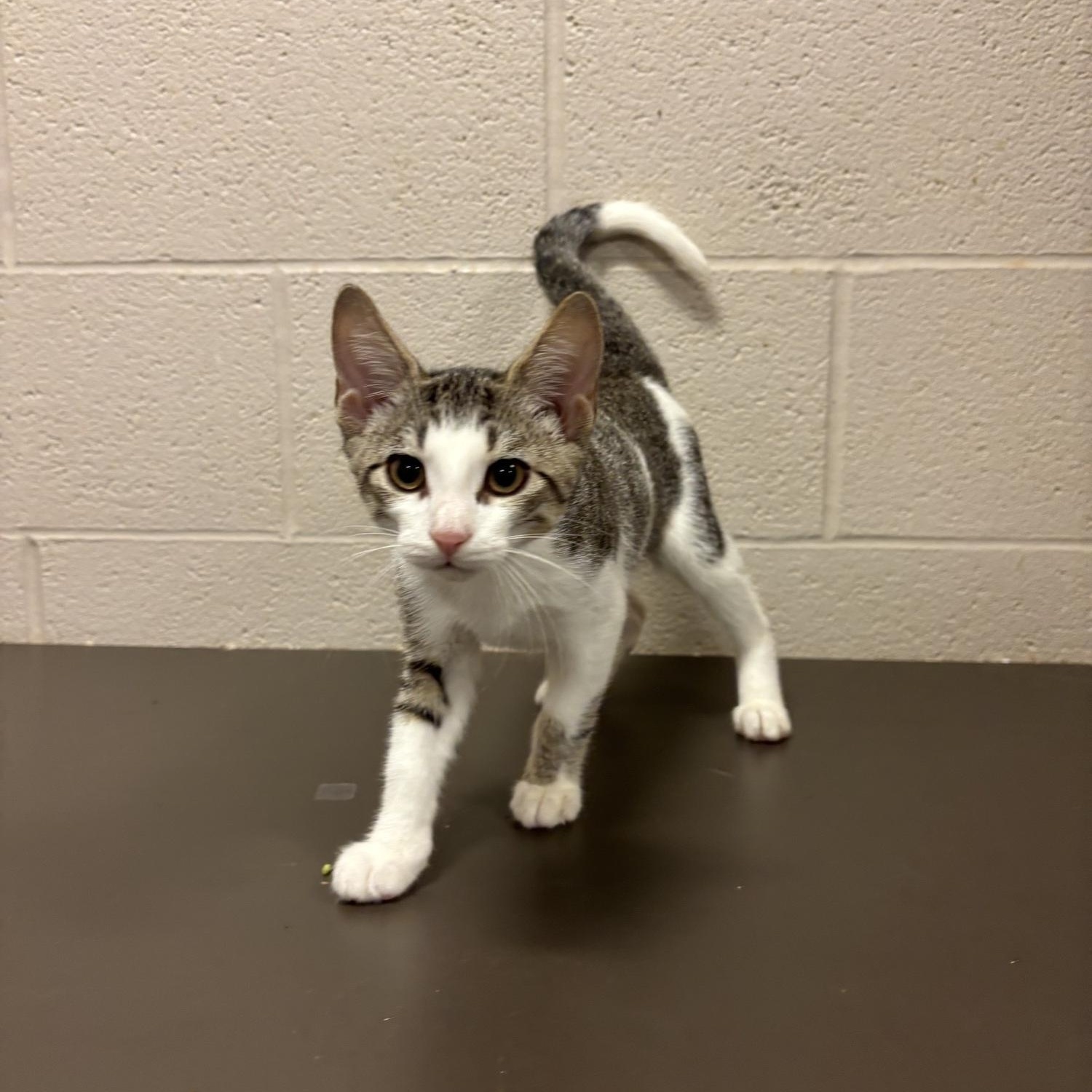 Enlarge Pac Man CS-298/26, a Adoptable Domestic Short Hair in Burlington, ON image 2/2