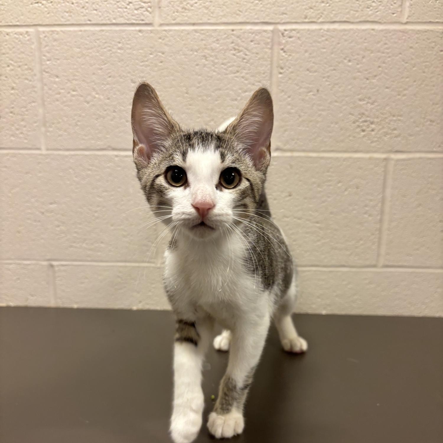 Pac Man CS-298/26, Adoptable, Kitten Male Domestic Short Hair.